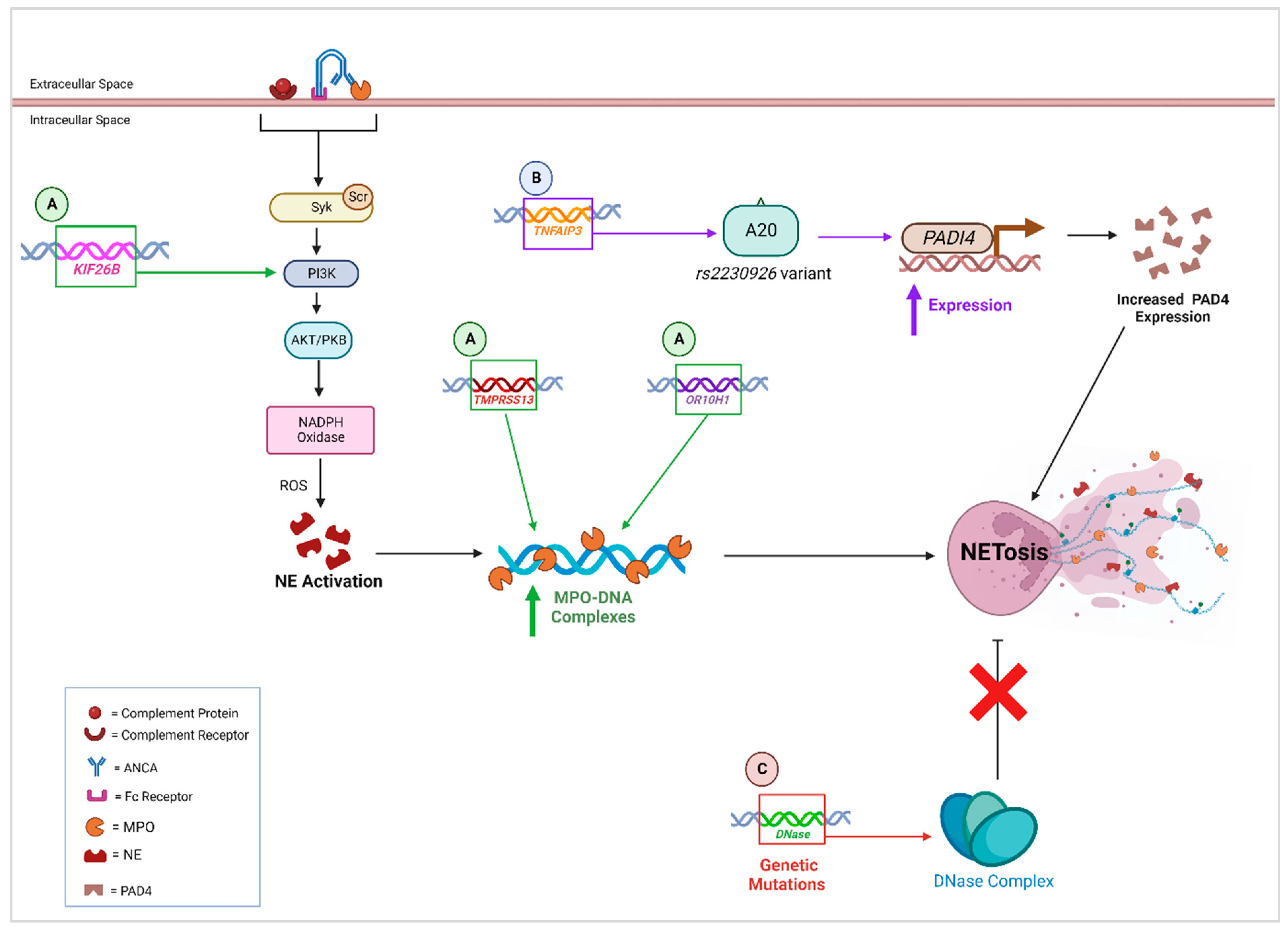 Genes 14 01028 g002 Genes 14 01028 g002