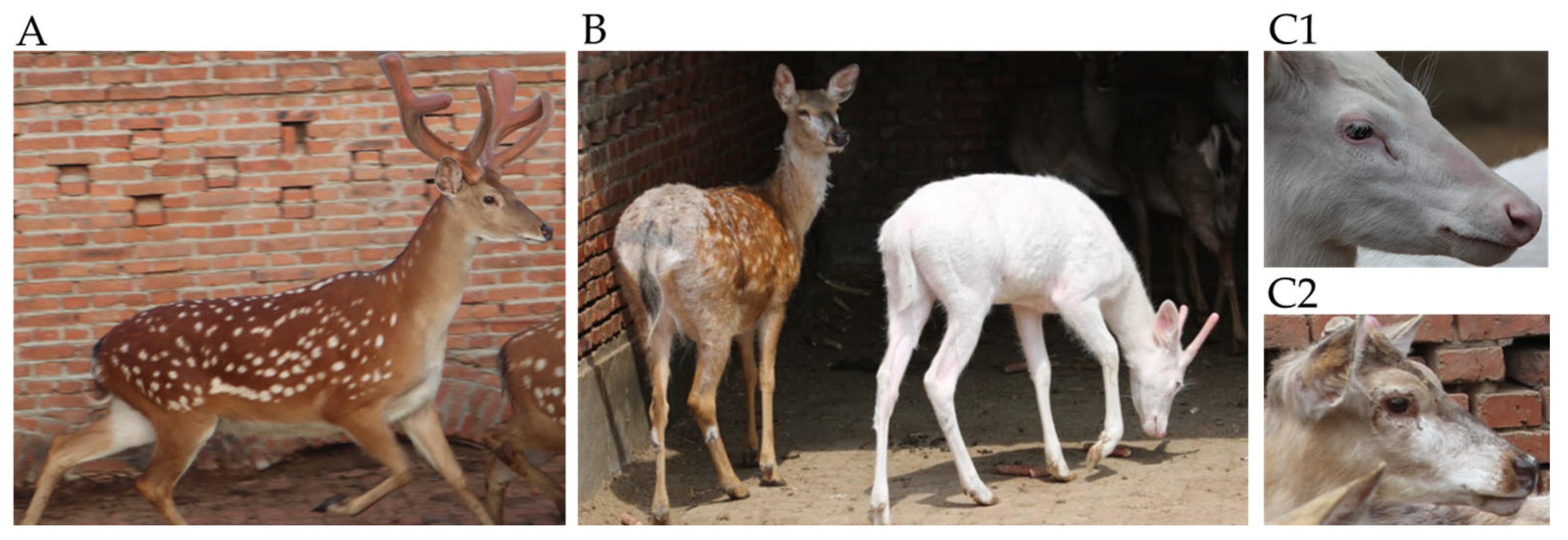 The genetics of tiger pelage color variations