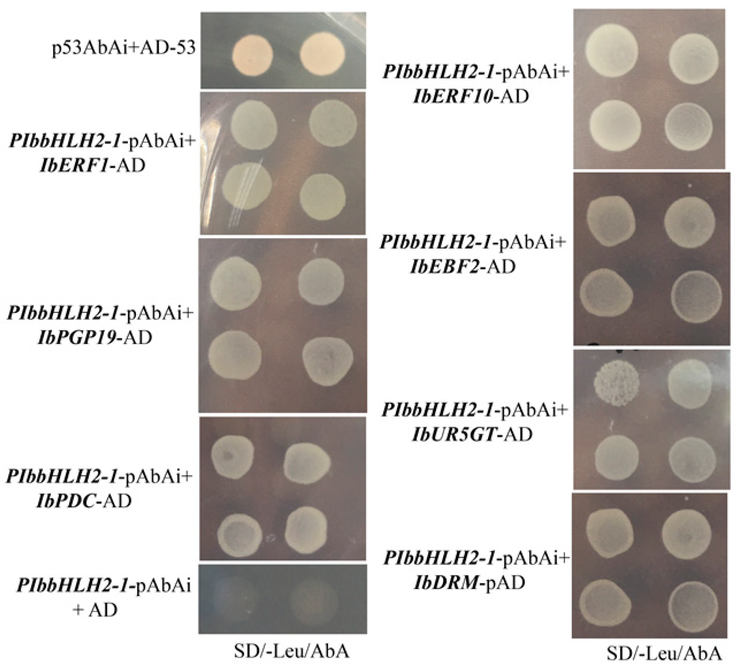 Genes 14 01042 g002 Genes 14 01042 g002