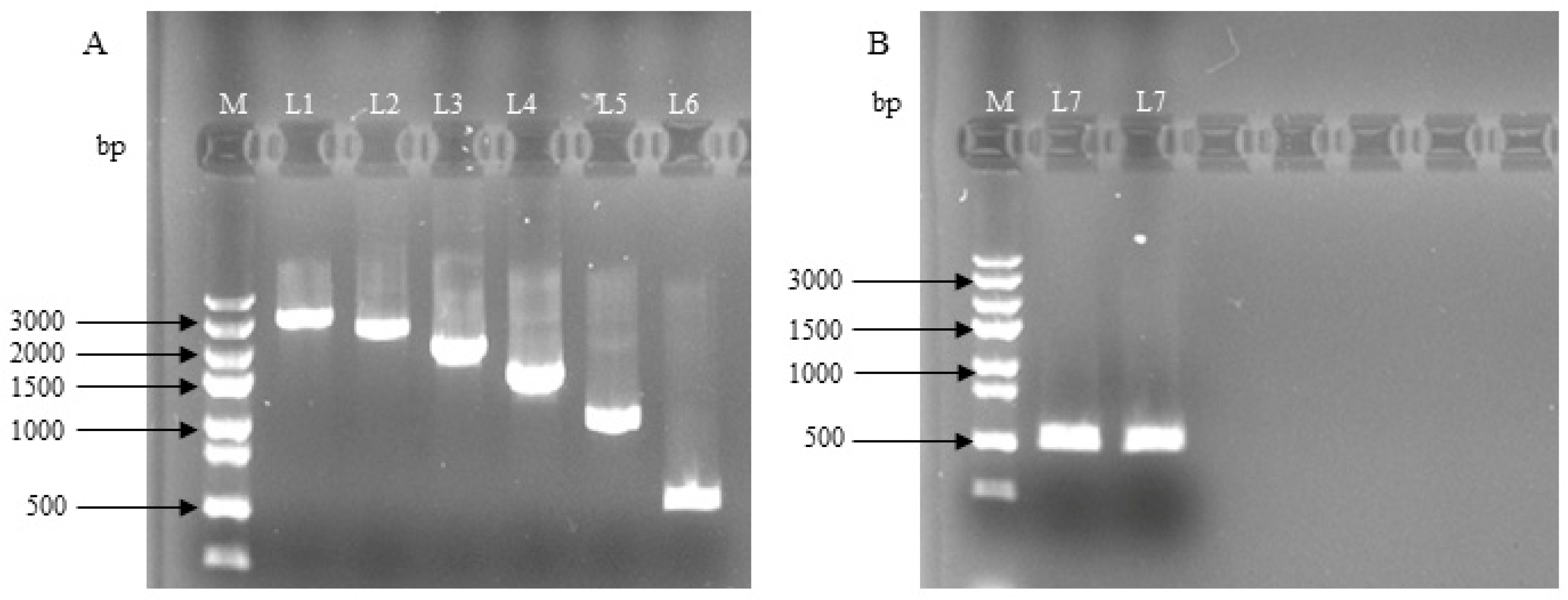 Genes 14 01049 g001