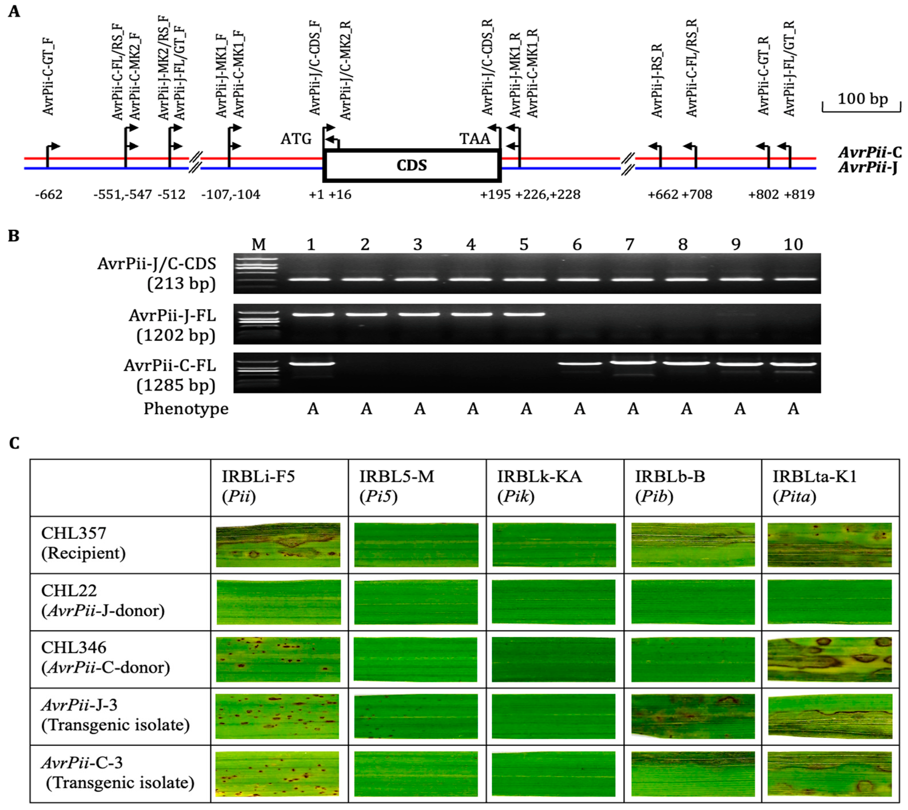 Genes 14 01065 g001 Genes 14 01065 g001