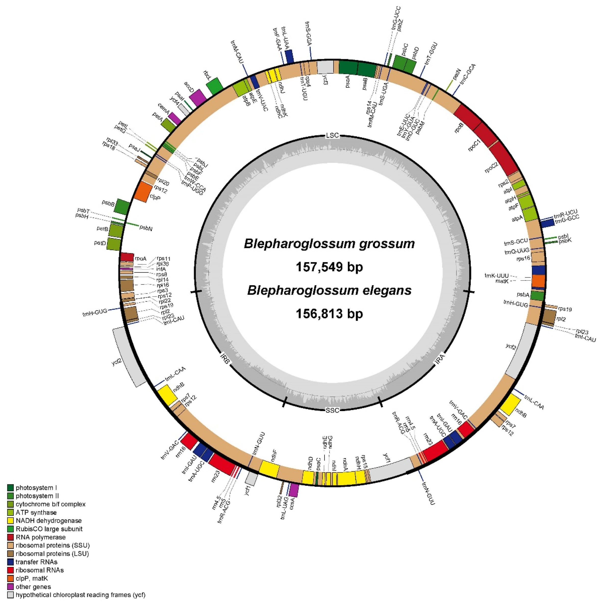 Genes 14 01069 g001 Genes 14 01069 g001