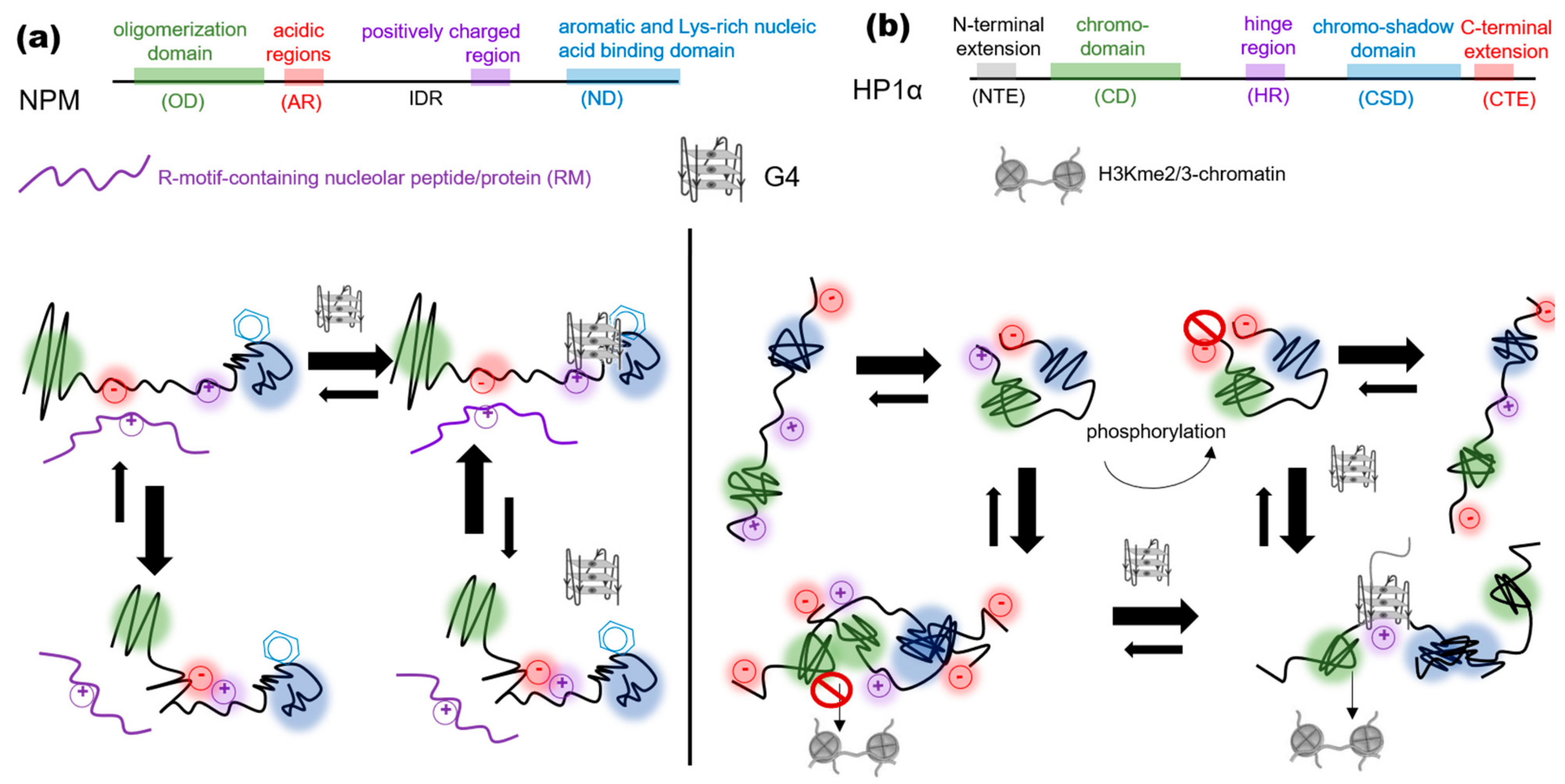 Genes 14 01076 g002 Genes 14 01076 g002