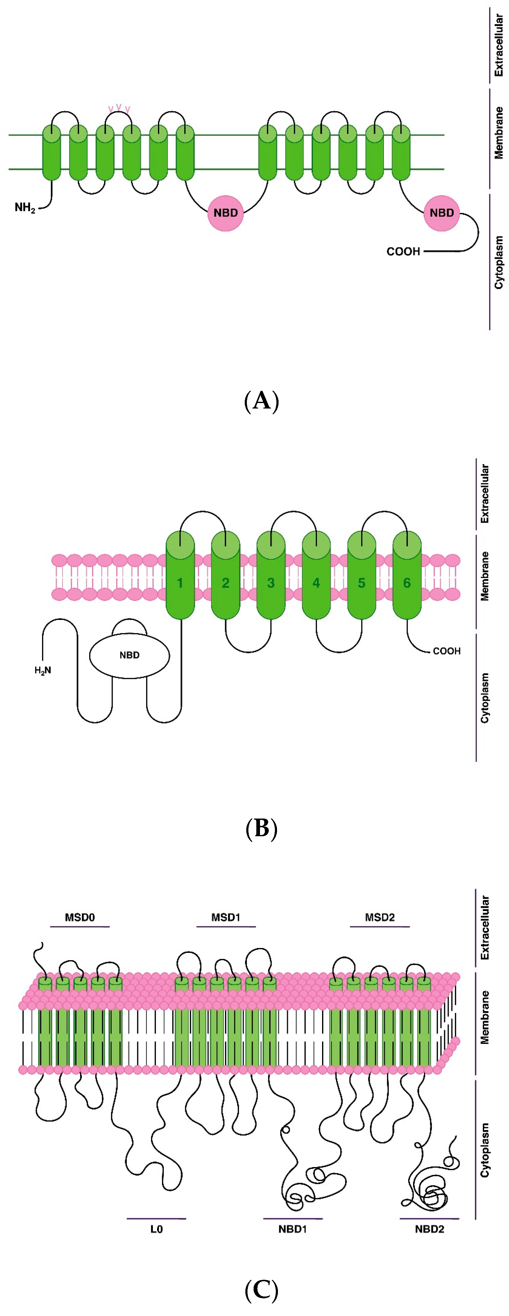 Genes 14 01085 g003 Genes 14 01085 g003