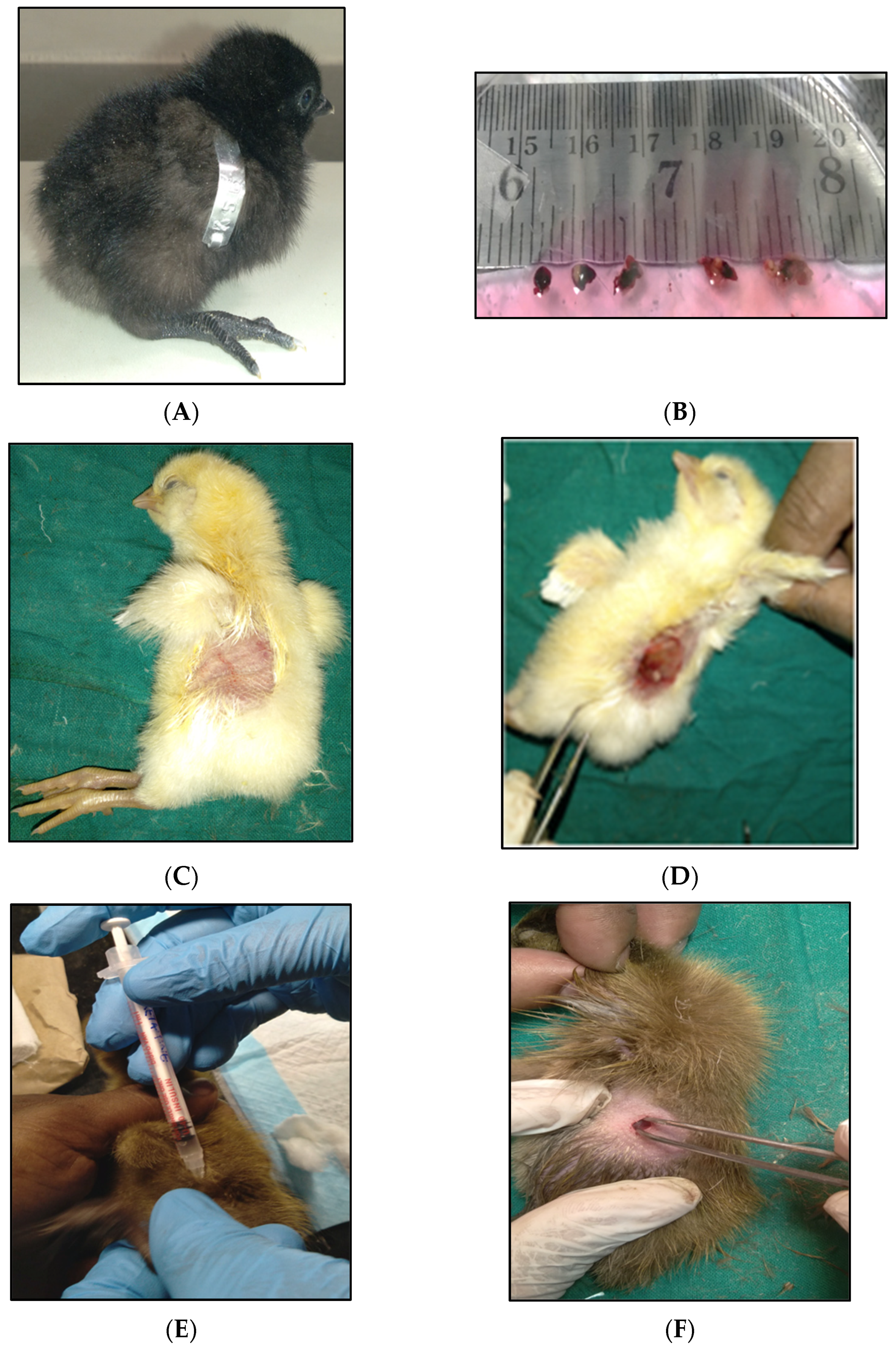 Genes Free Full-Text Male Gonads Transplantation from Kadaknath Chicken to Chicken and Duck Surrogates