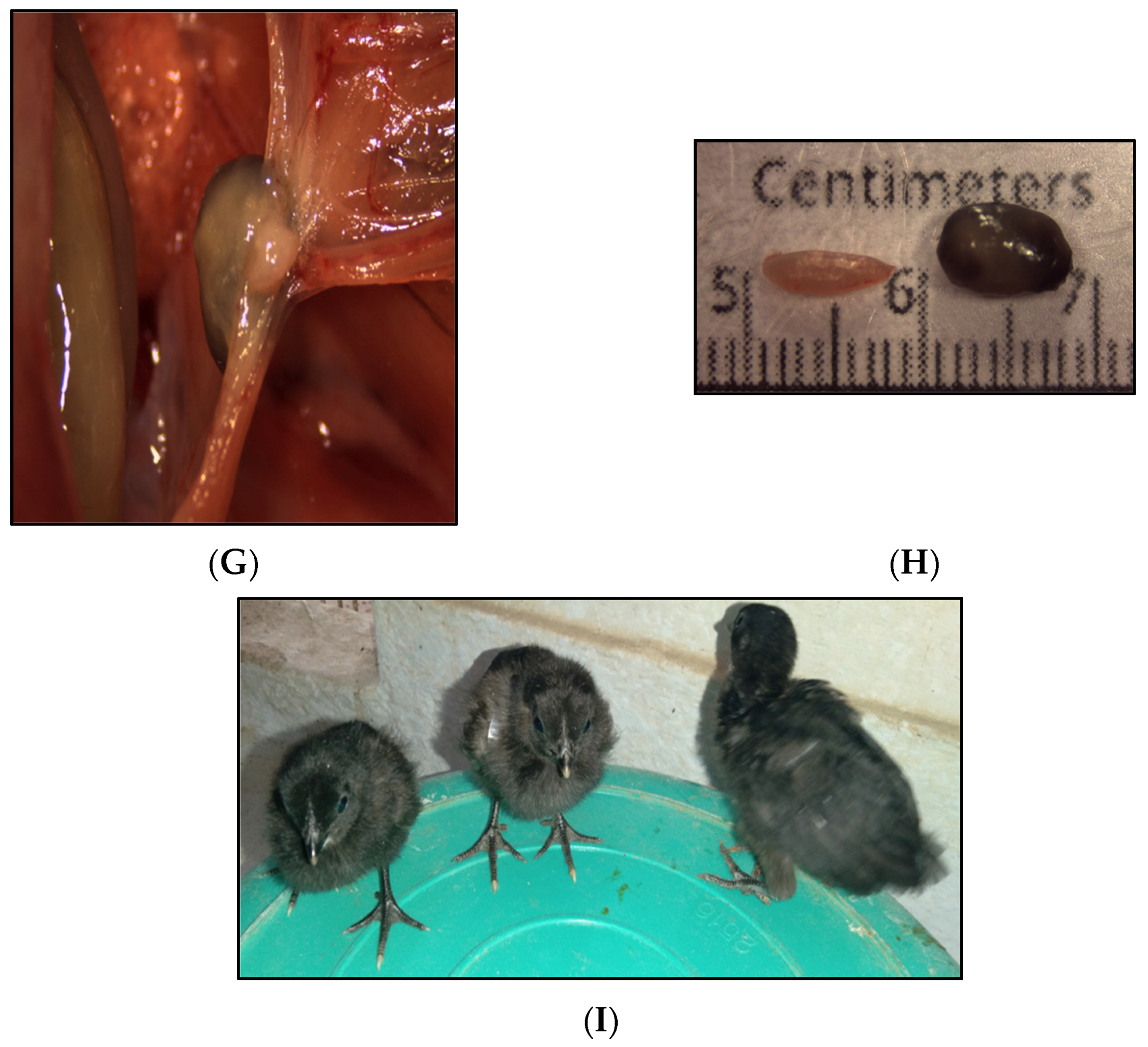 Genes 14 01094 g001b