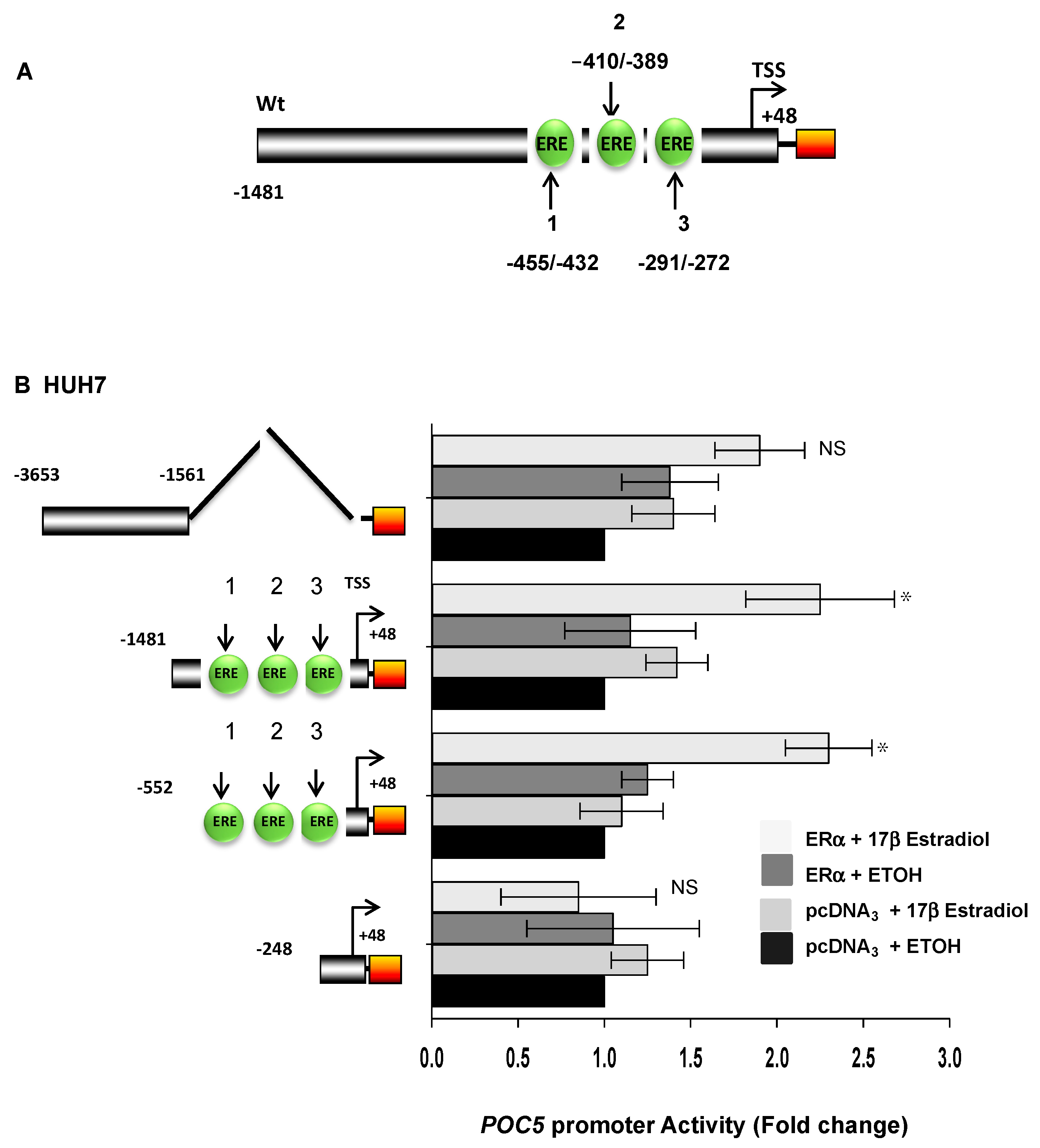 Genes | Free Full-Text | Differential Regulation of POC5 by ERα in ...