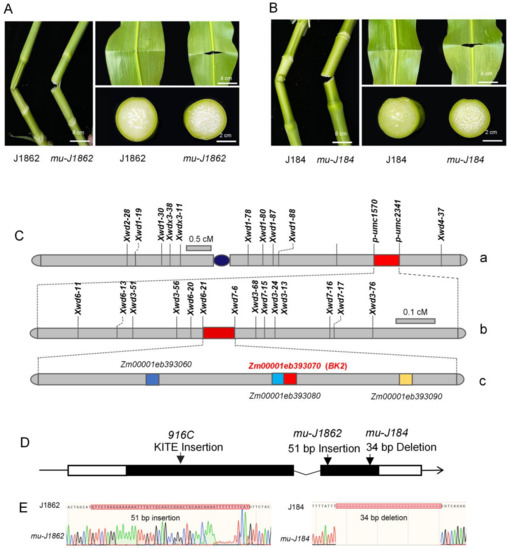 Overview of General Biology チェコ マサリク 医学部 Genetic map of regional sulcal morphology in the human brain from