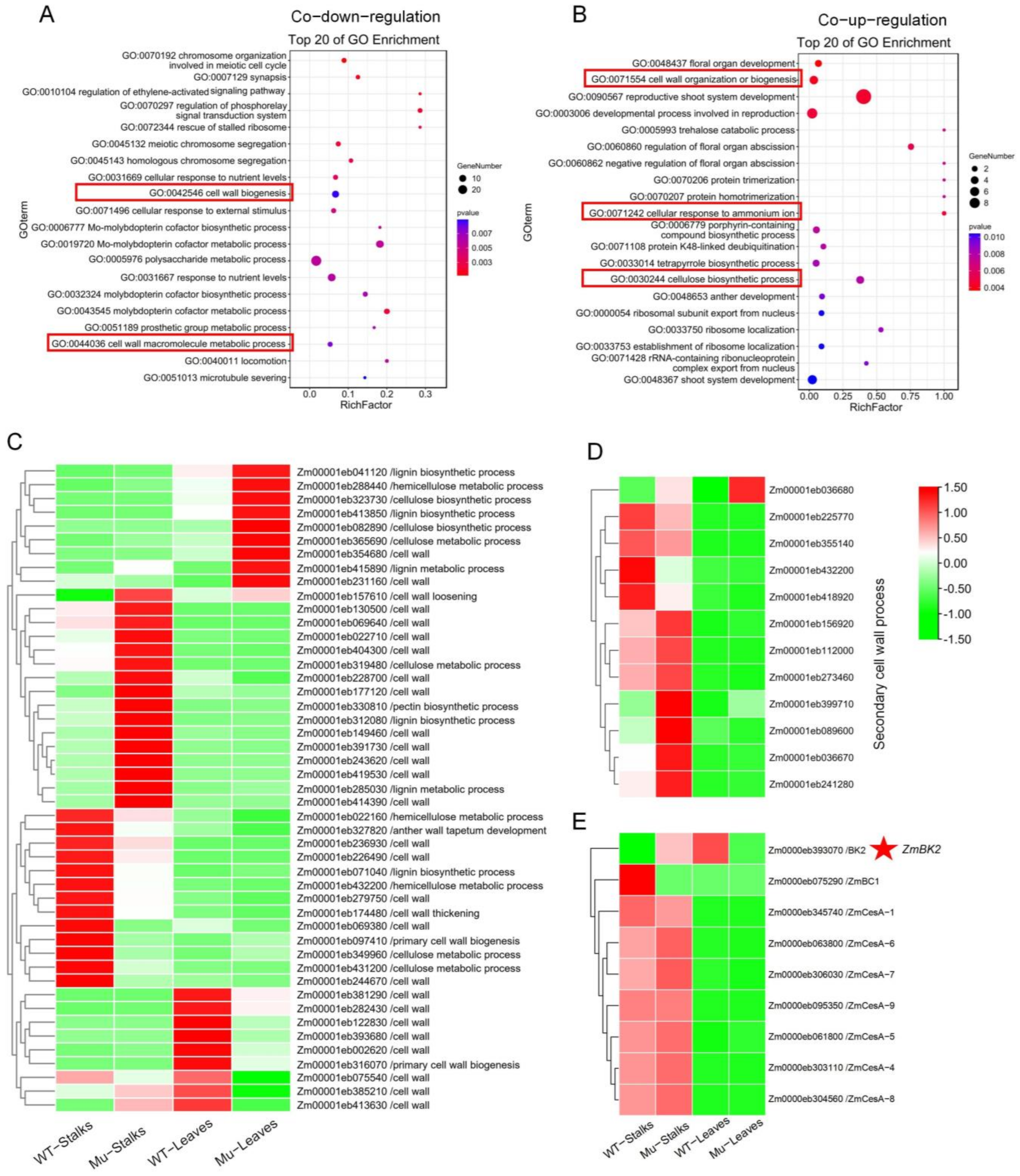 Genes 14 01126 g006 Genes 14 01126 g006