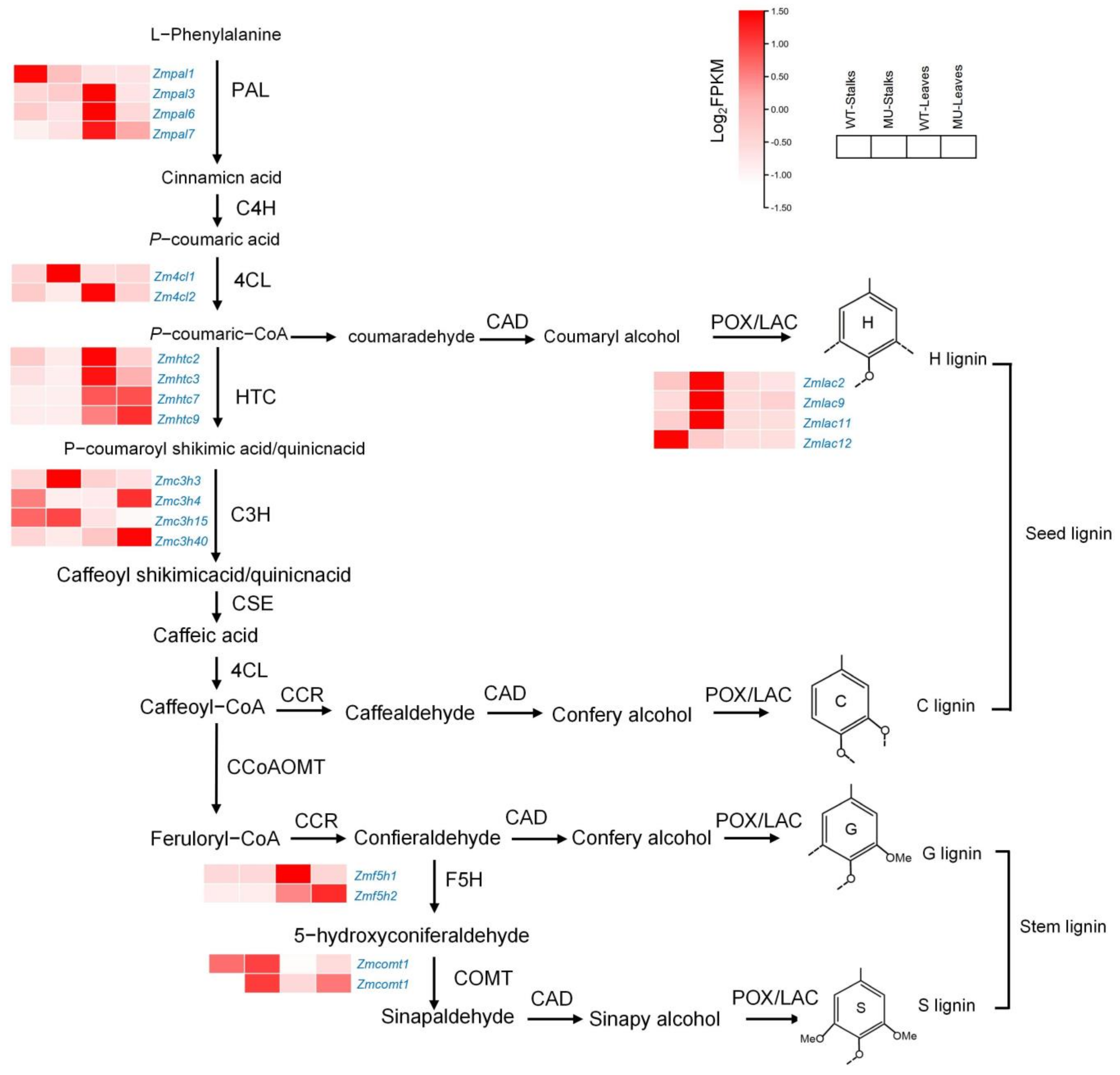 Genes 14 01126 g008 Genes 14 01126 g008