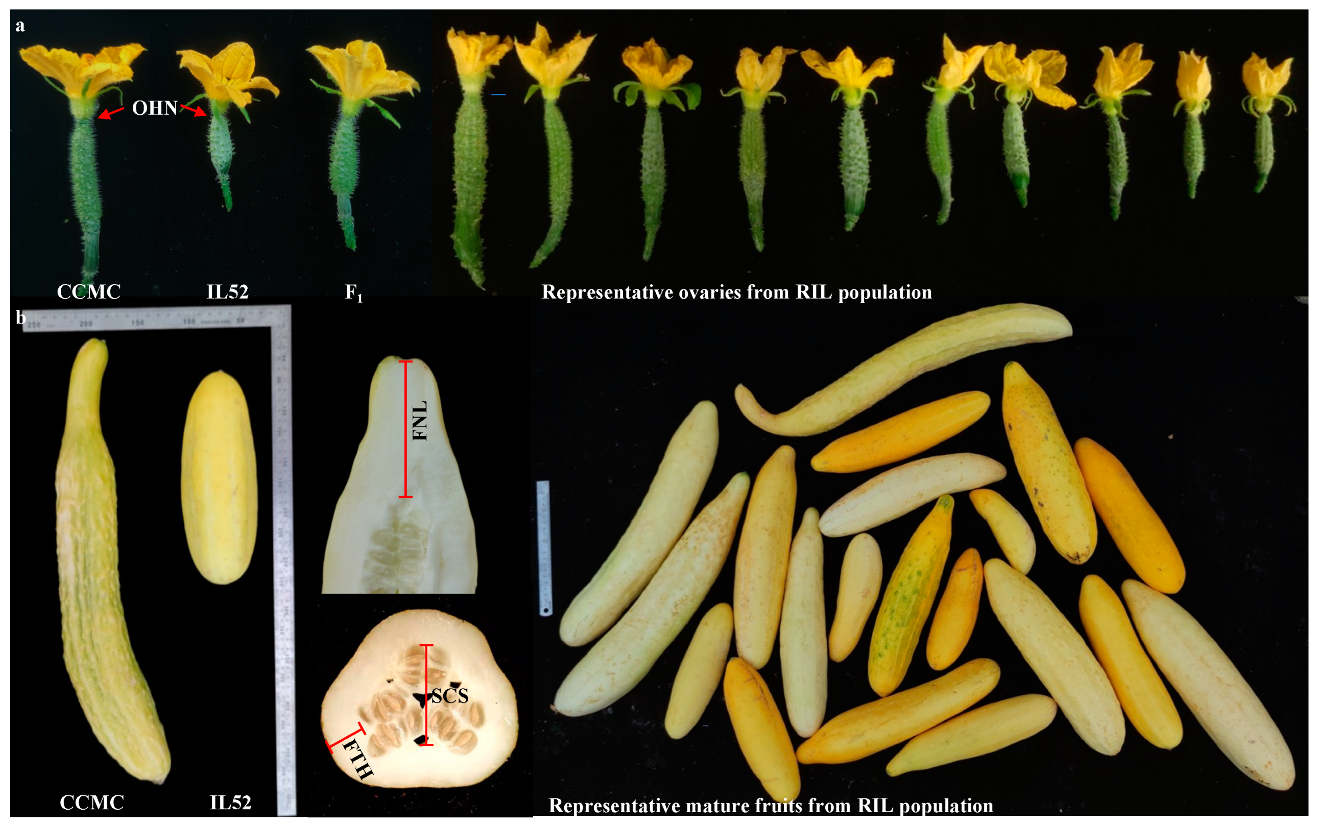 Genes 14 01133 g001 Genes 14 01133 g001