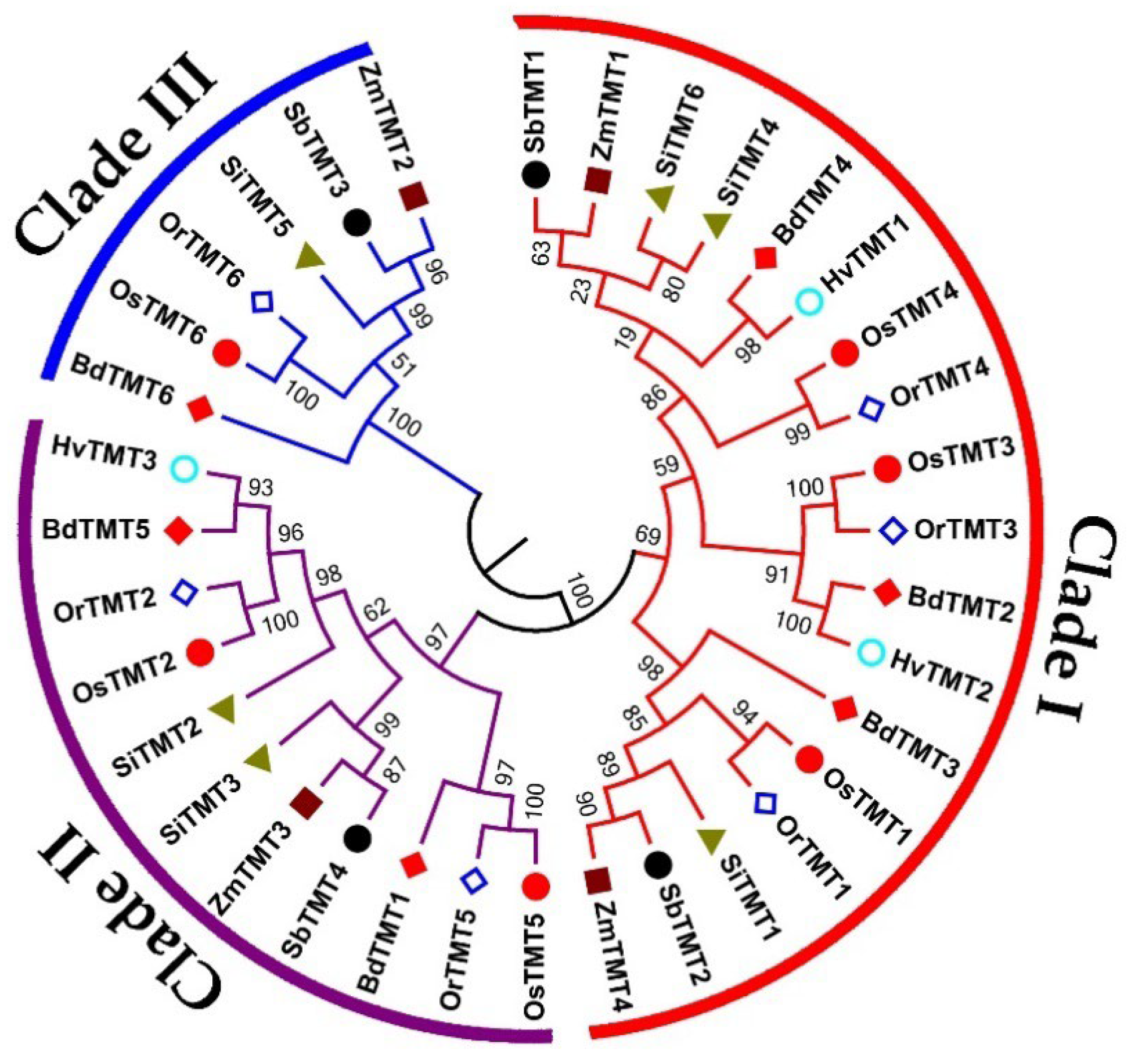 Genes 14 01140 g001