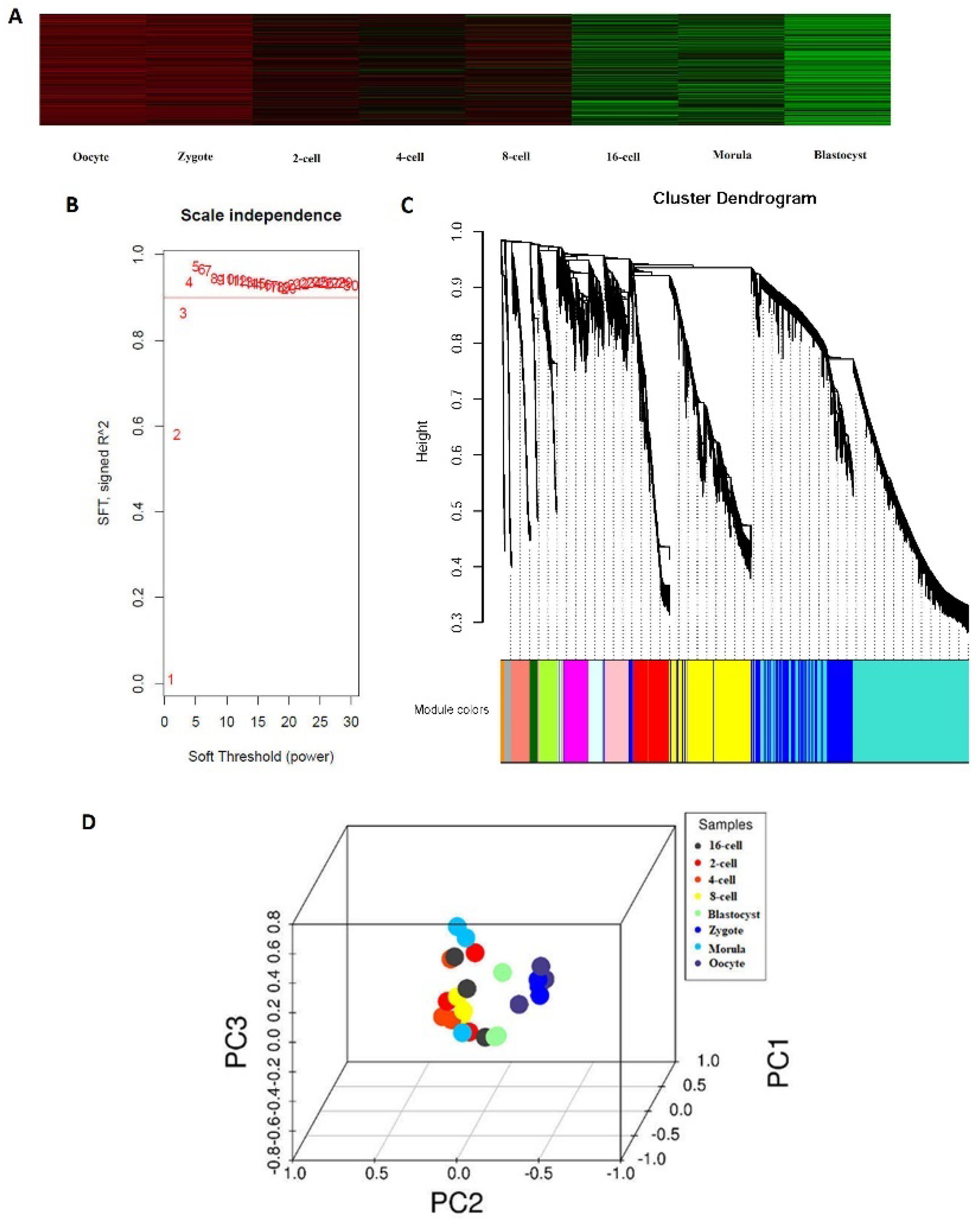 Genes Free Full-Text Identification and Functional Analysis of Transcriptome Profiles, Long Non-Coding RNAs, Single-Nucleotide Polymorphisms, and Alternative Splicing from the Oocyte to the Preimplantation Stage of Sheep by Single-Cell pic