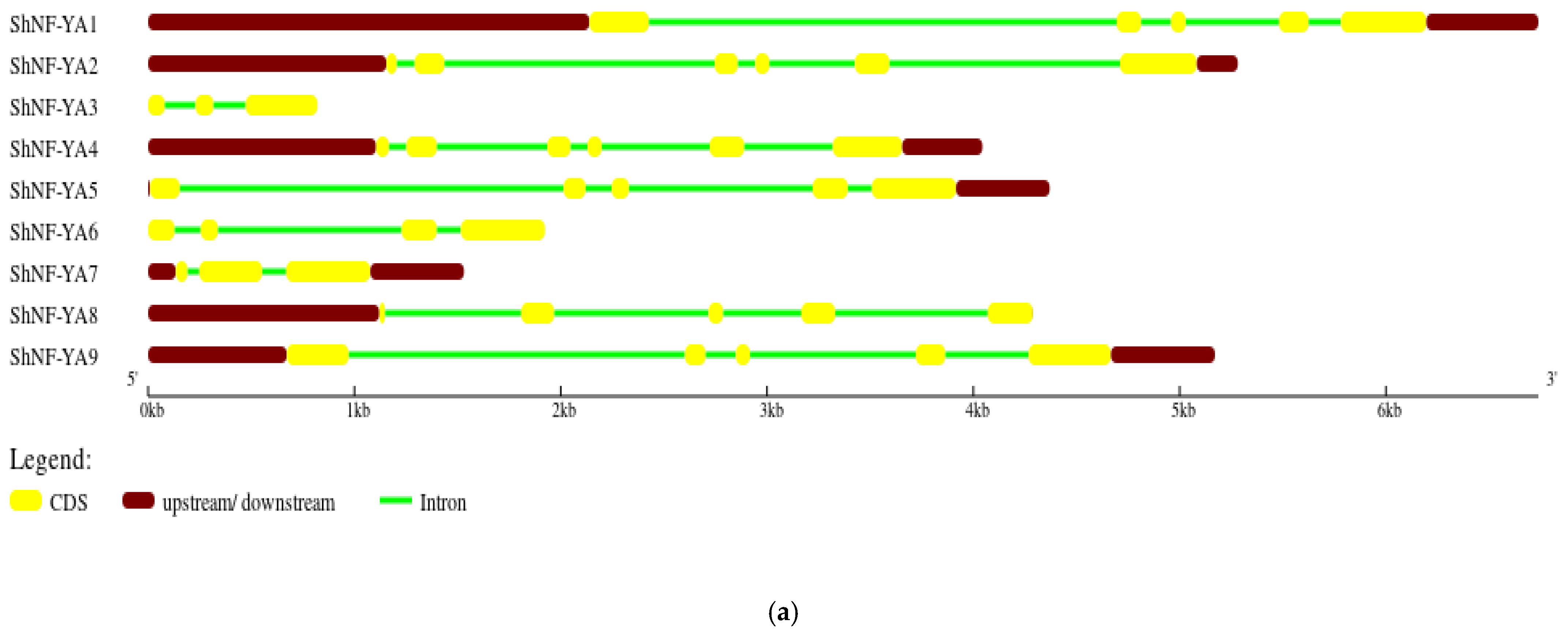 Genes 14 01147 g007a Genes 14 01147 g007a