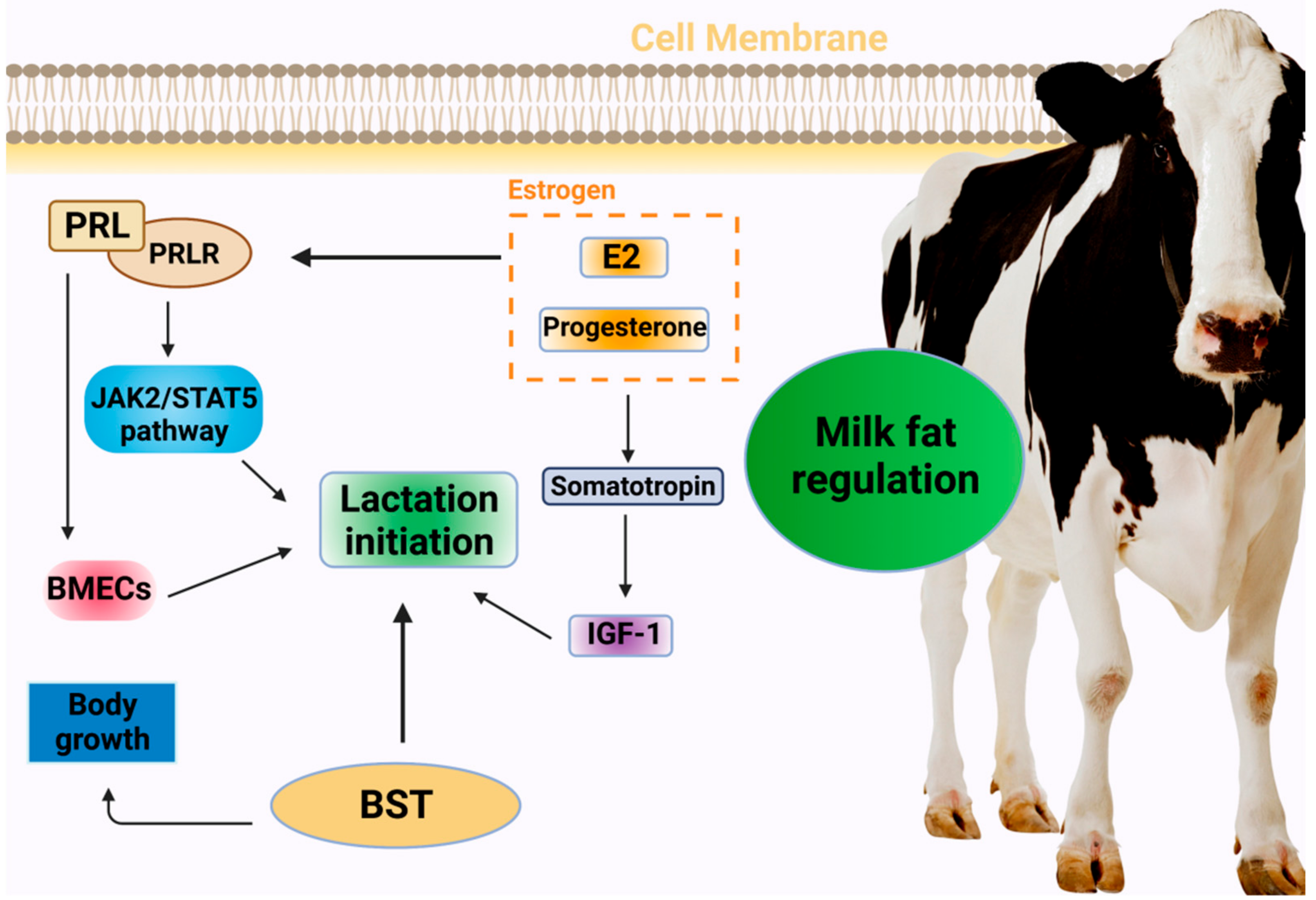 Genes 14 01163 g001 Genes 14 01163 g001