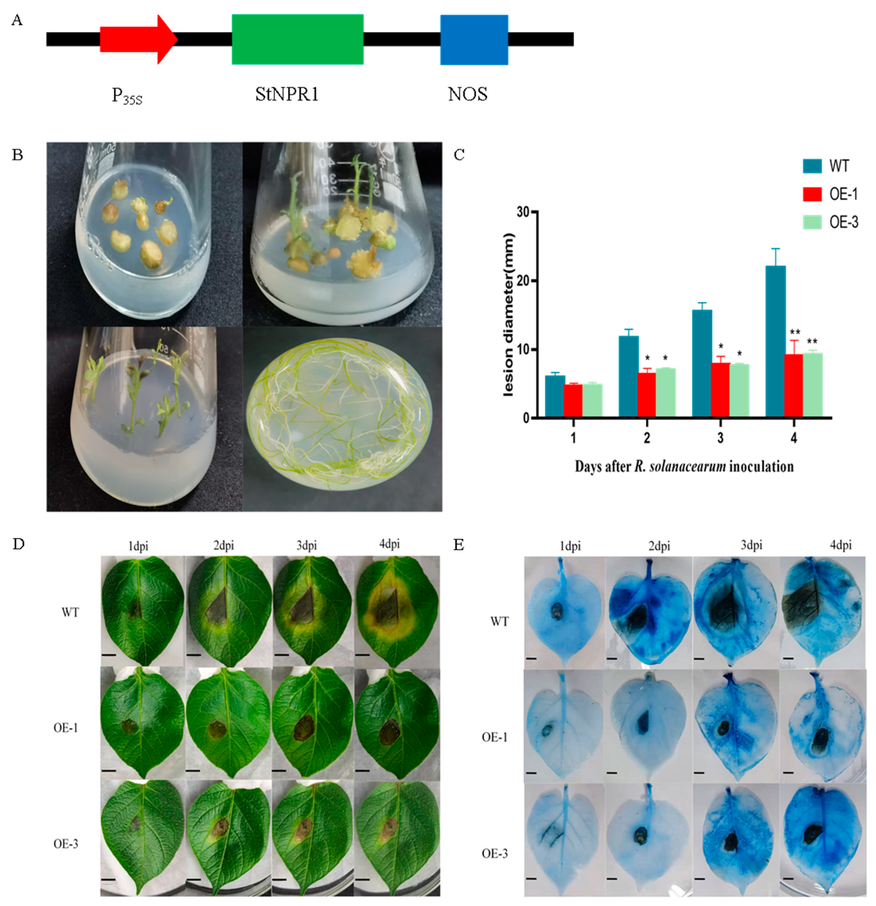 Genes 14 01170 g006 Genes 14 01170 g006