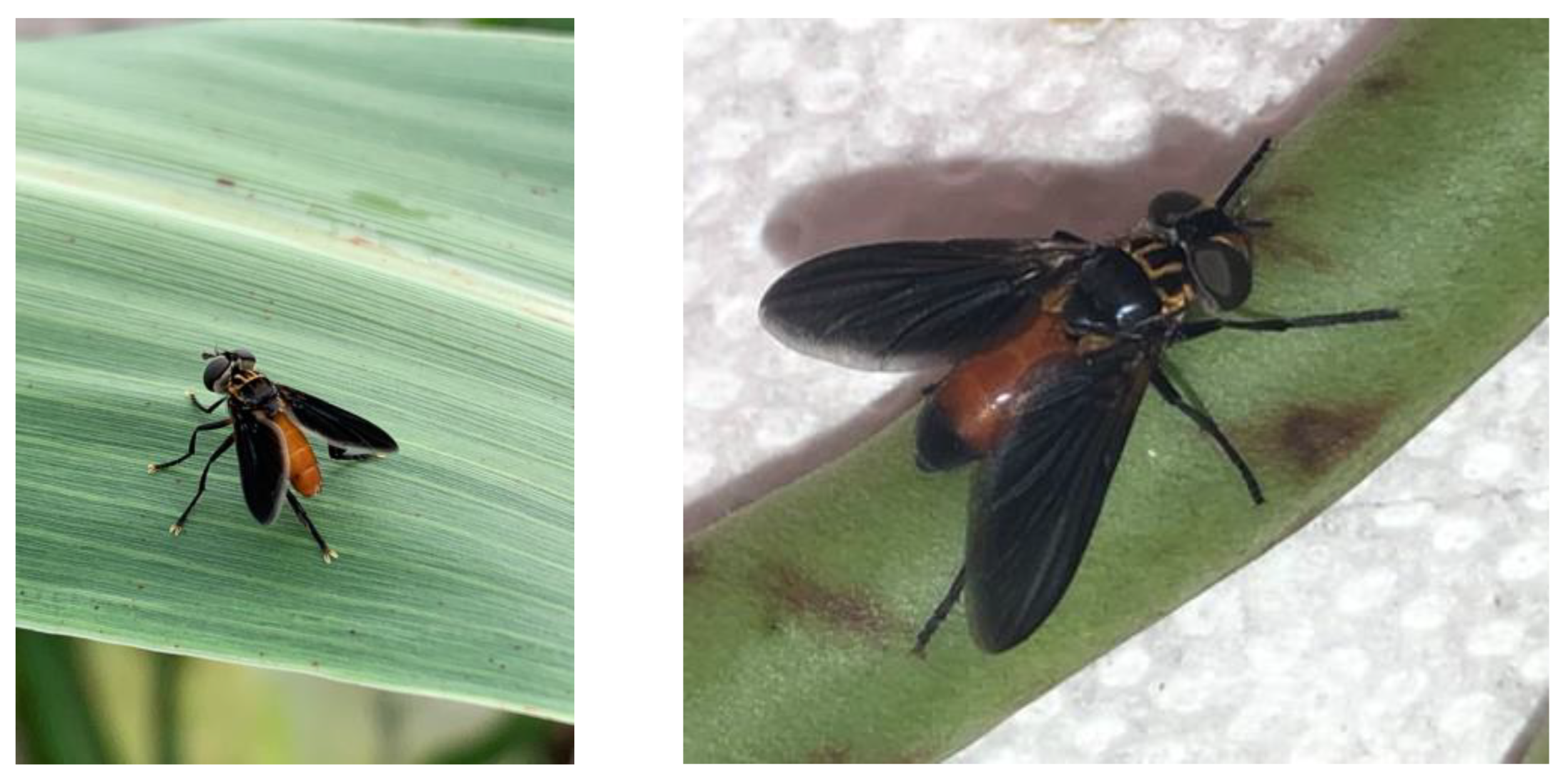 Genes 14 01172 g001 Genes 14 01172 g001