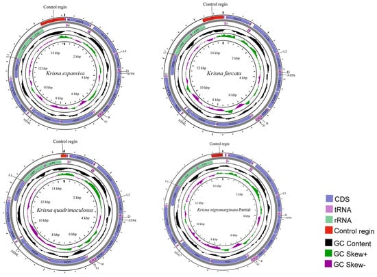 Schematic phylogenetic relationships of mitochondria and