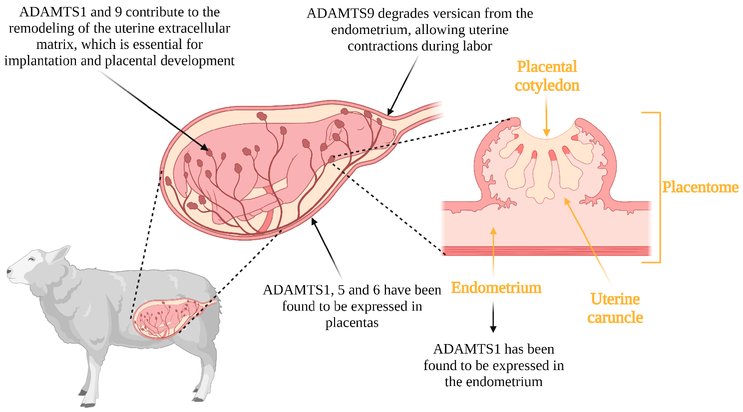 Genes 14 01181 g003