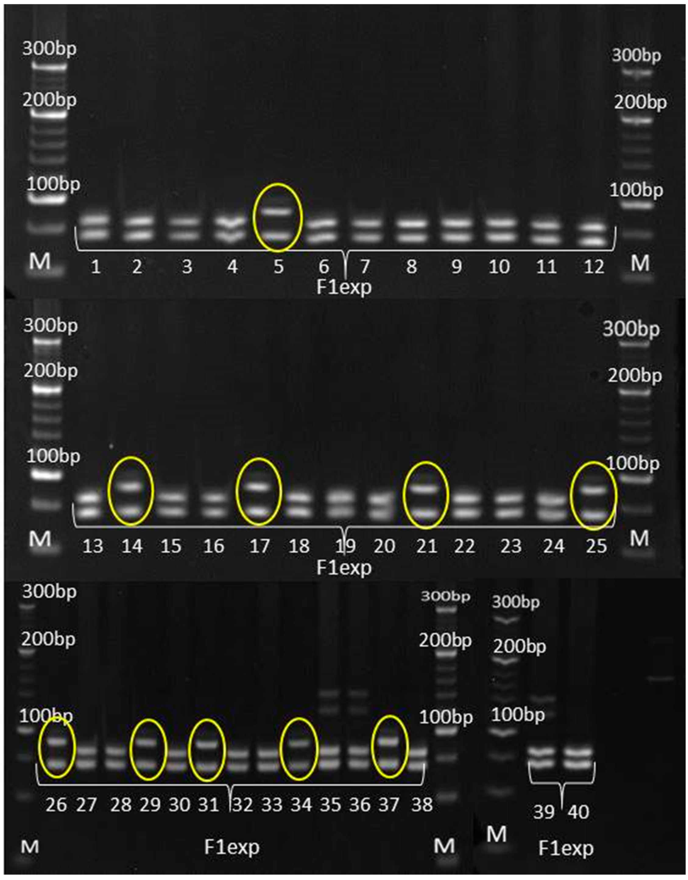 Genes 14 01195 g007 Genes 14 01195 g007