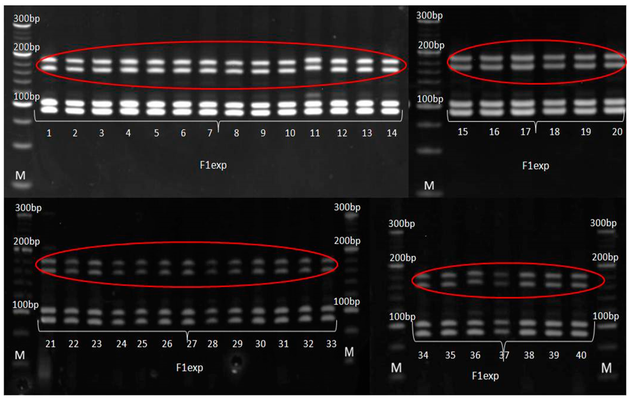 Genes 14 01195 g010 Genes 14 01195 g010