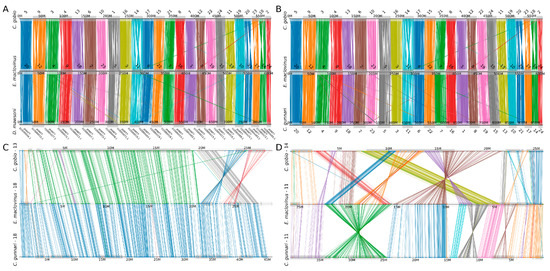 Chromosome-Level Genome Assembly and Circadian Gene Repertoire of the ...