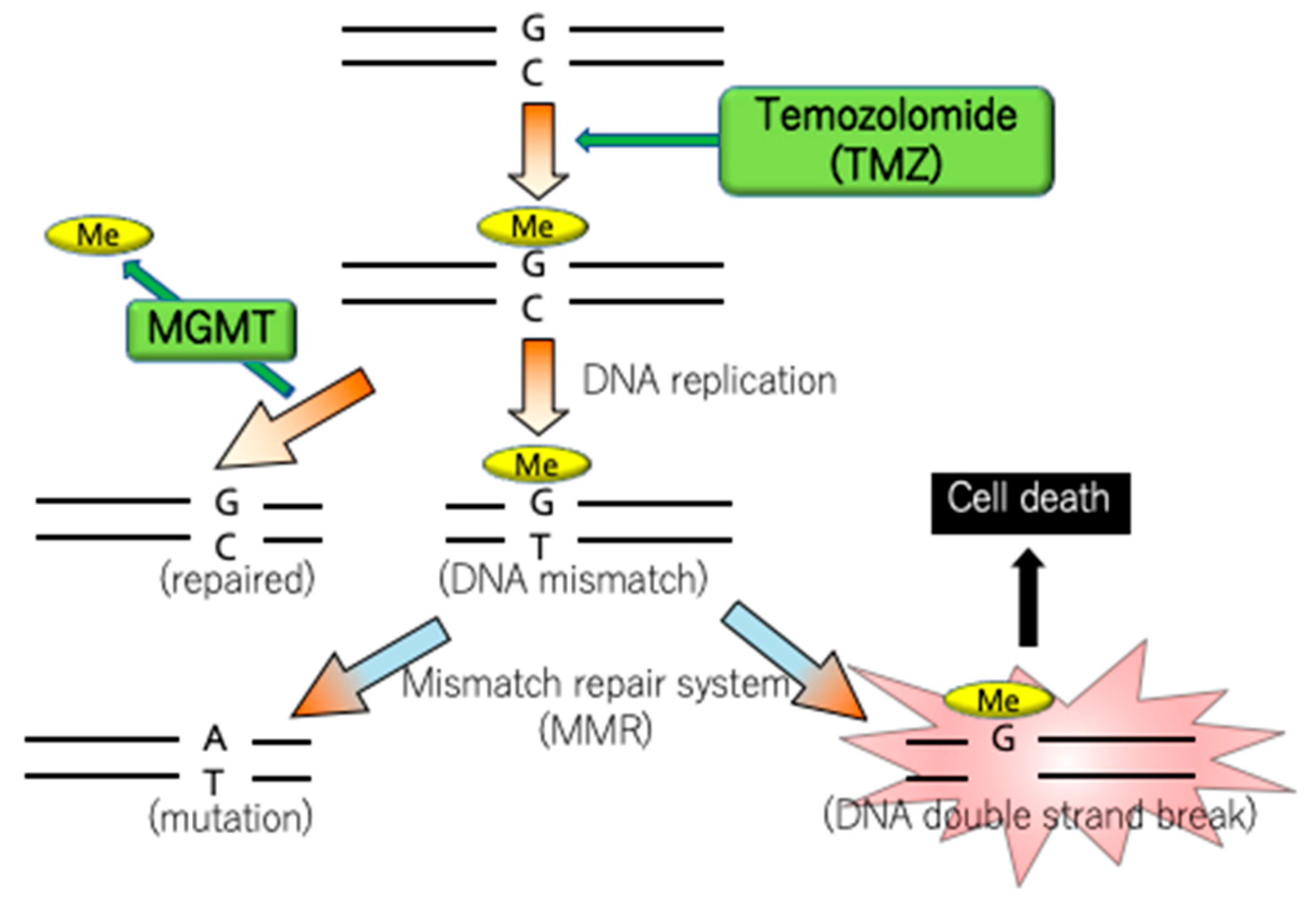 Genes 14 01201 g003 Genes 14 01201 g003