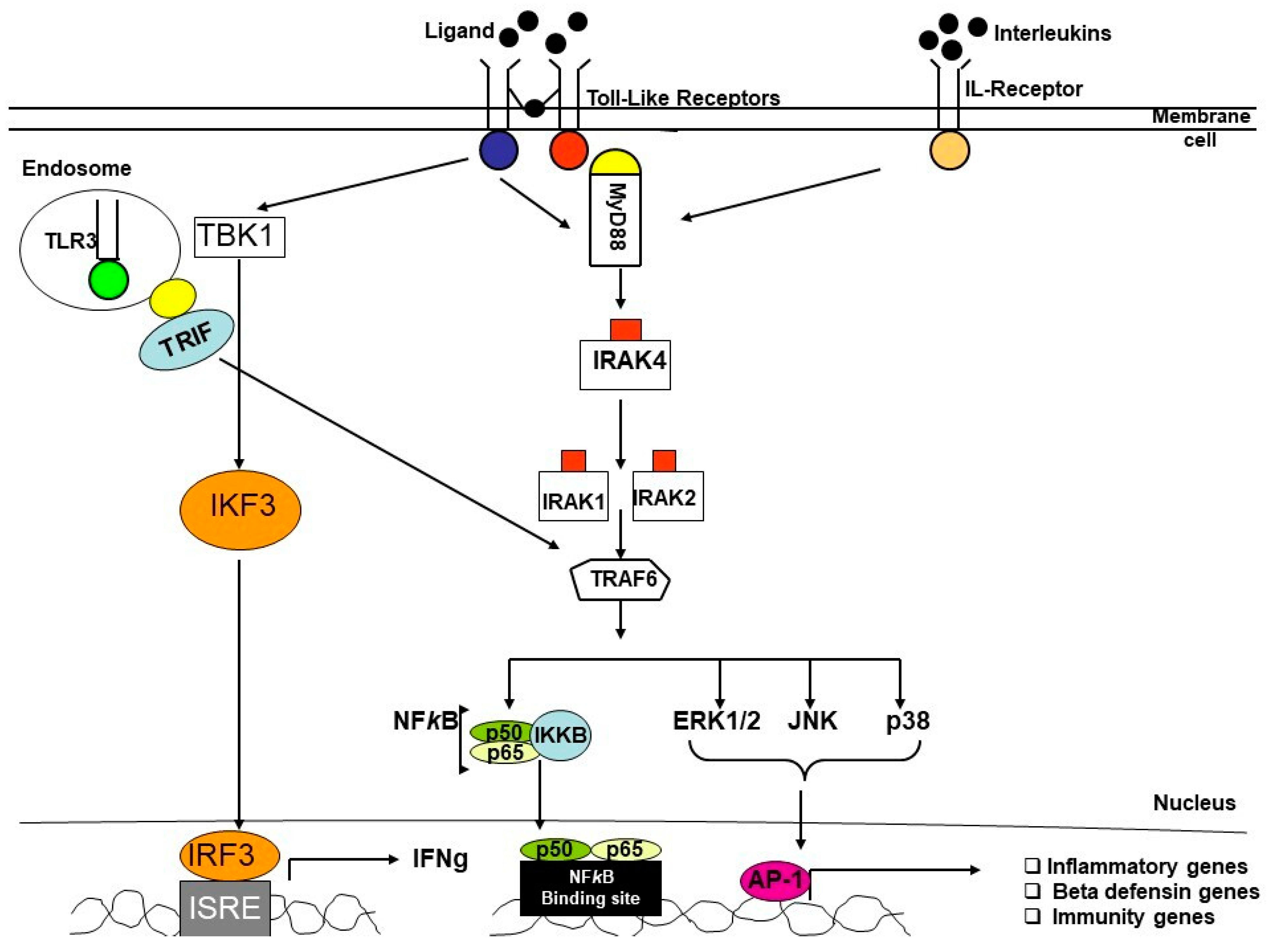 Genes 14 01202 g003 Genes 14 01202 g003
