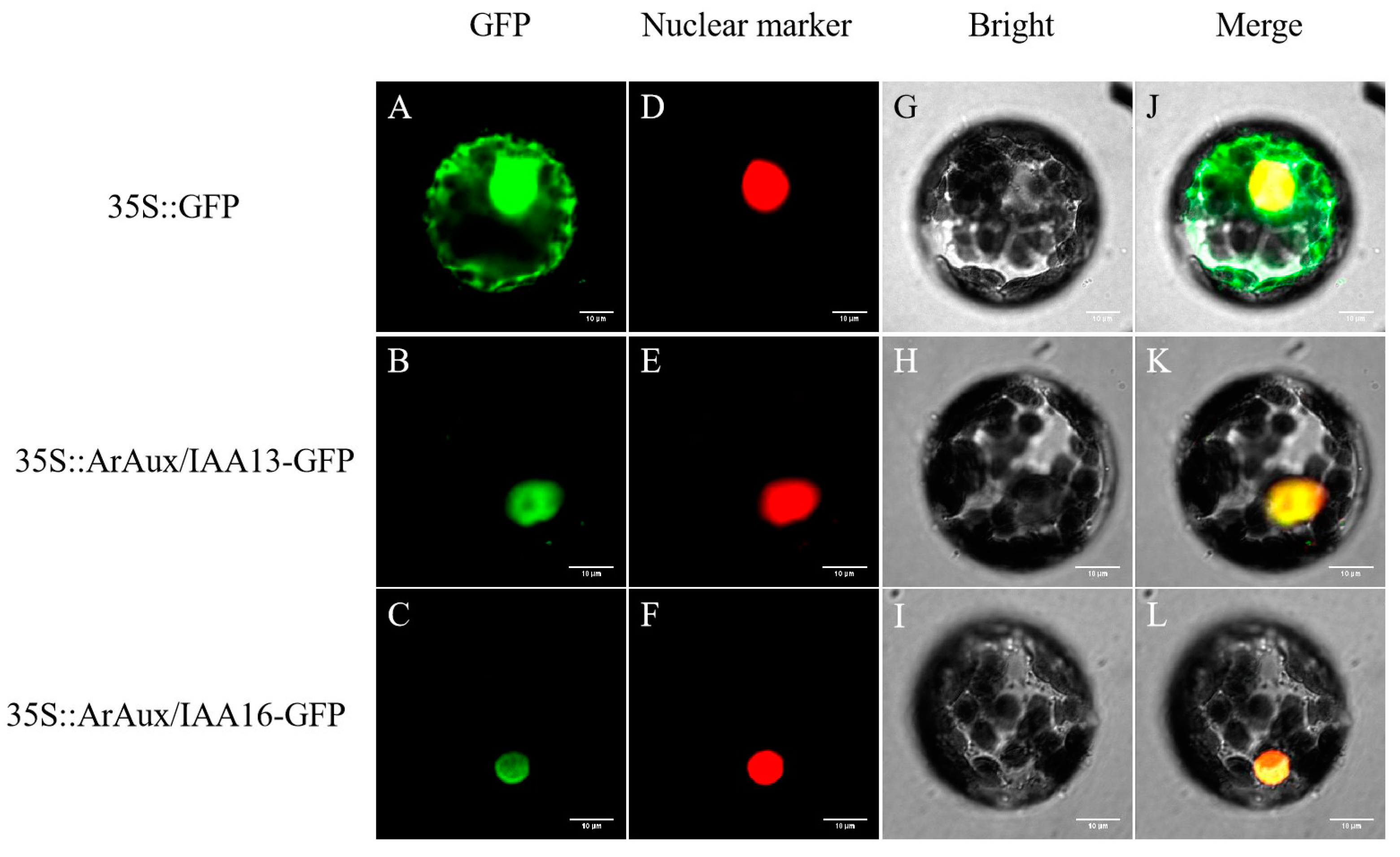 Genes 14 01206 g004