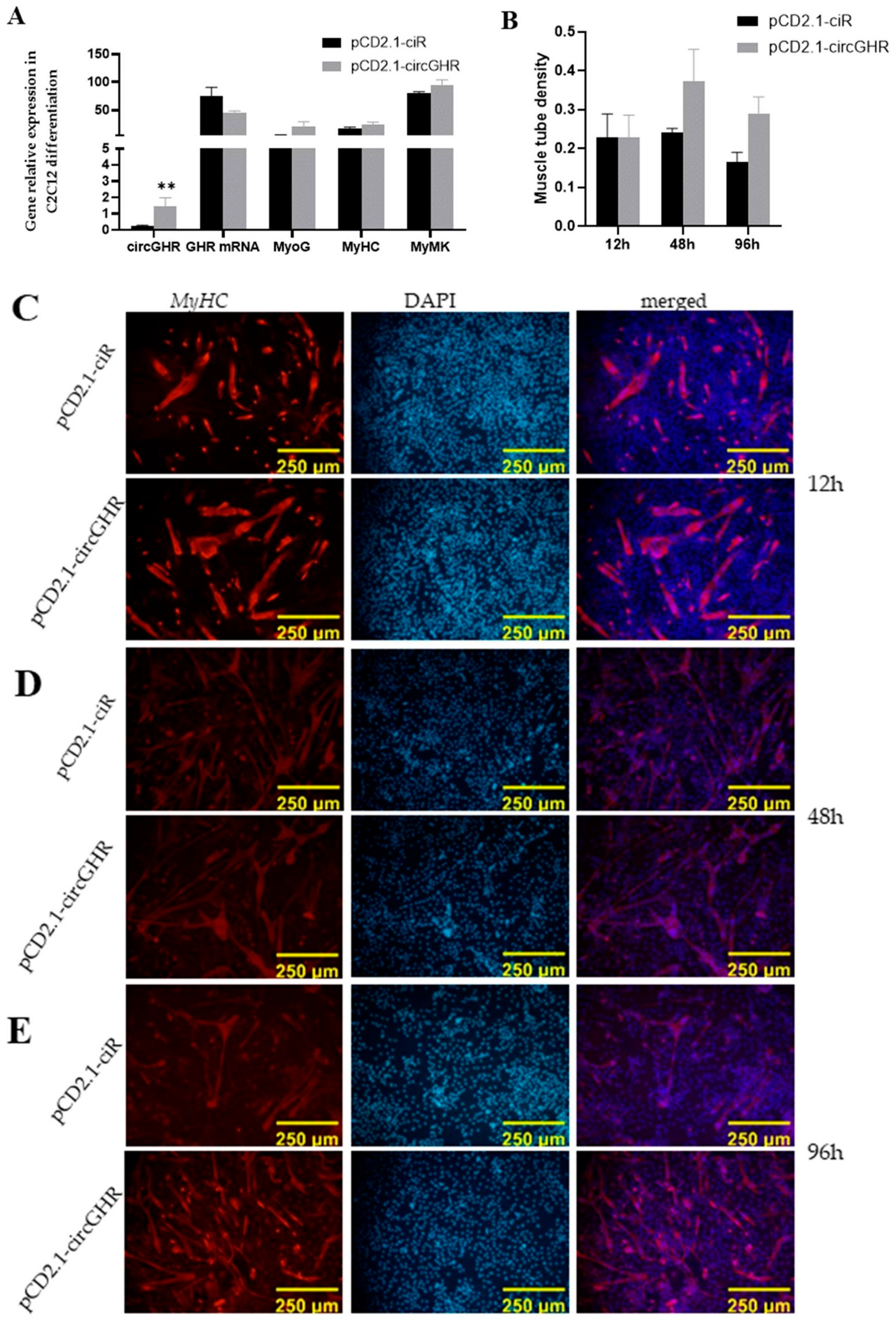 Genes 14 01207 g003 Genes 14 01207 g003