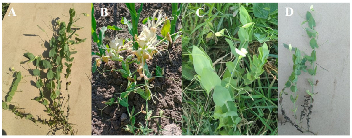 Genes 14 01221 g001 Genes 14 01221 g001