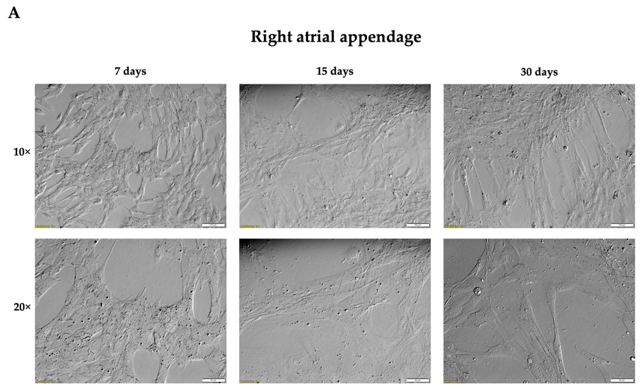Genes 14 01223 g001a Genes 14 01223 g001a