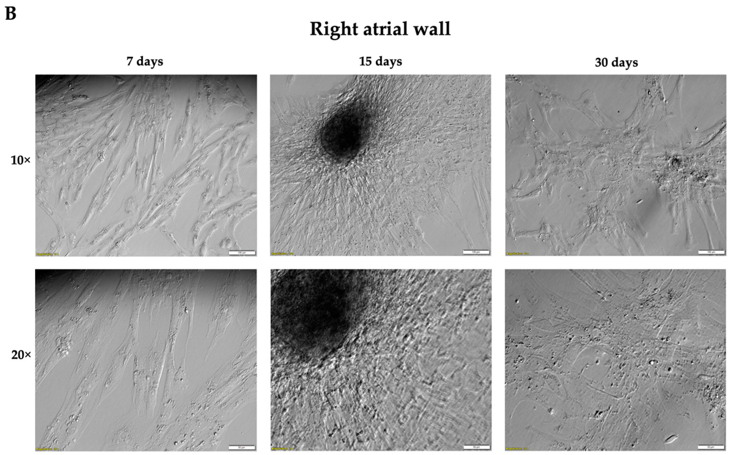 Genes 14 01223 g001b Genes 14 01223 g001b