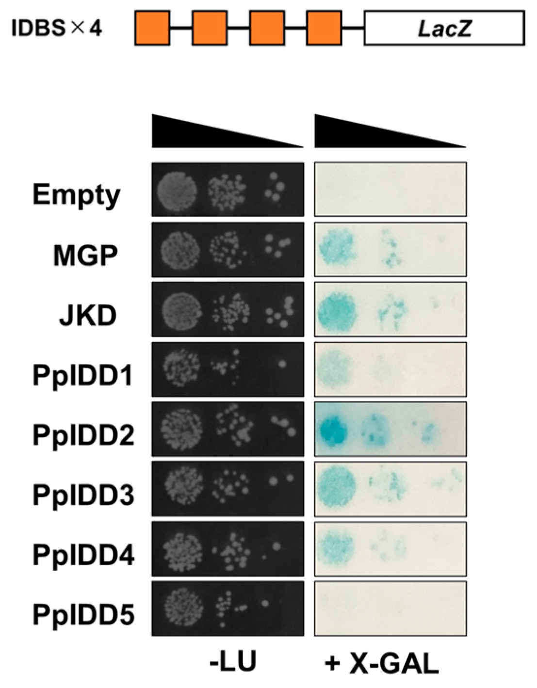 Genes 14 01249 g002 Genes 14 01249 g002