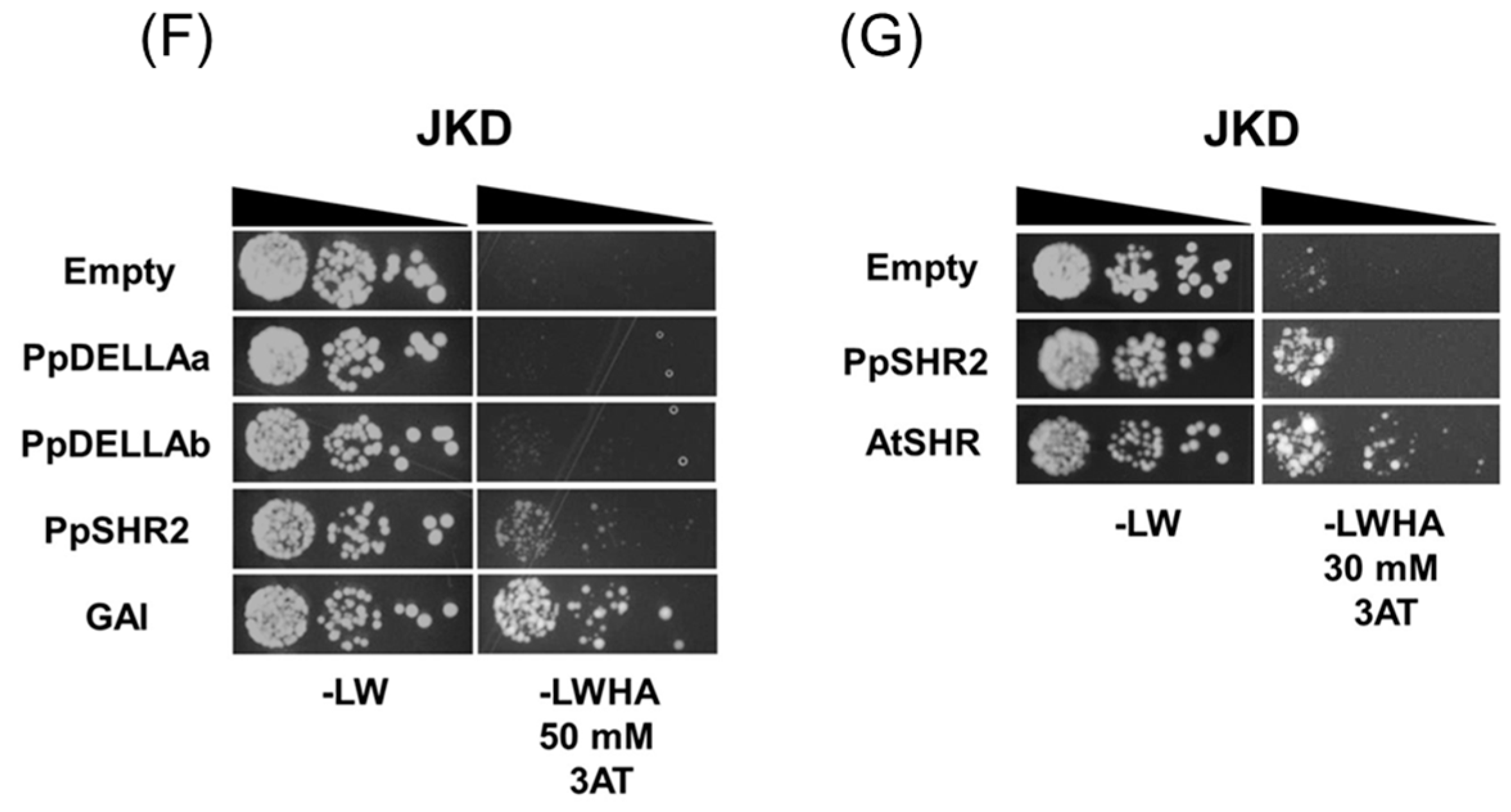 Genes 14 01249 g003b Genes 14 01249 g003b