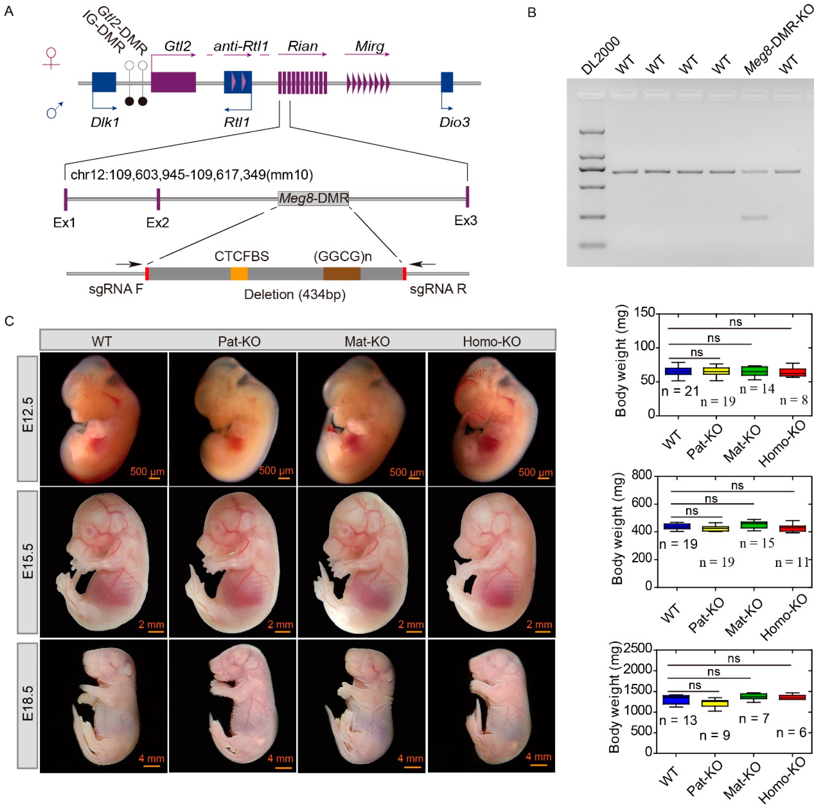 Genes 14 01264 g001 Genes 14 01264 g001