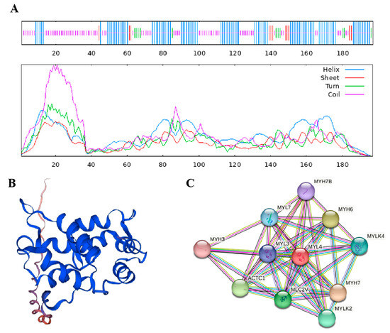 ︎ ︎︎︎︎︎ KIJIMA : Side Stand, BLACK (HONDA ZOOMER ) [213-025]
