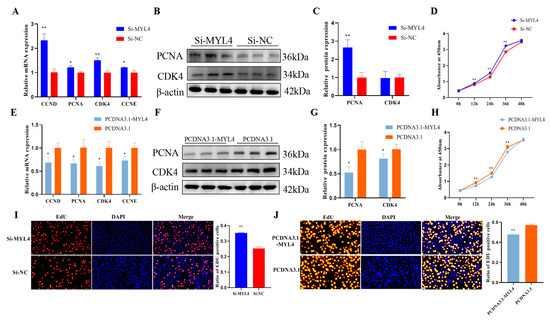 Molecular Mechanism of MYL4 Regulation of Skeletal Muscle