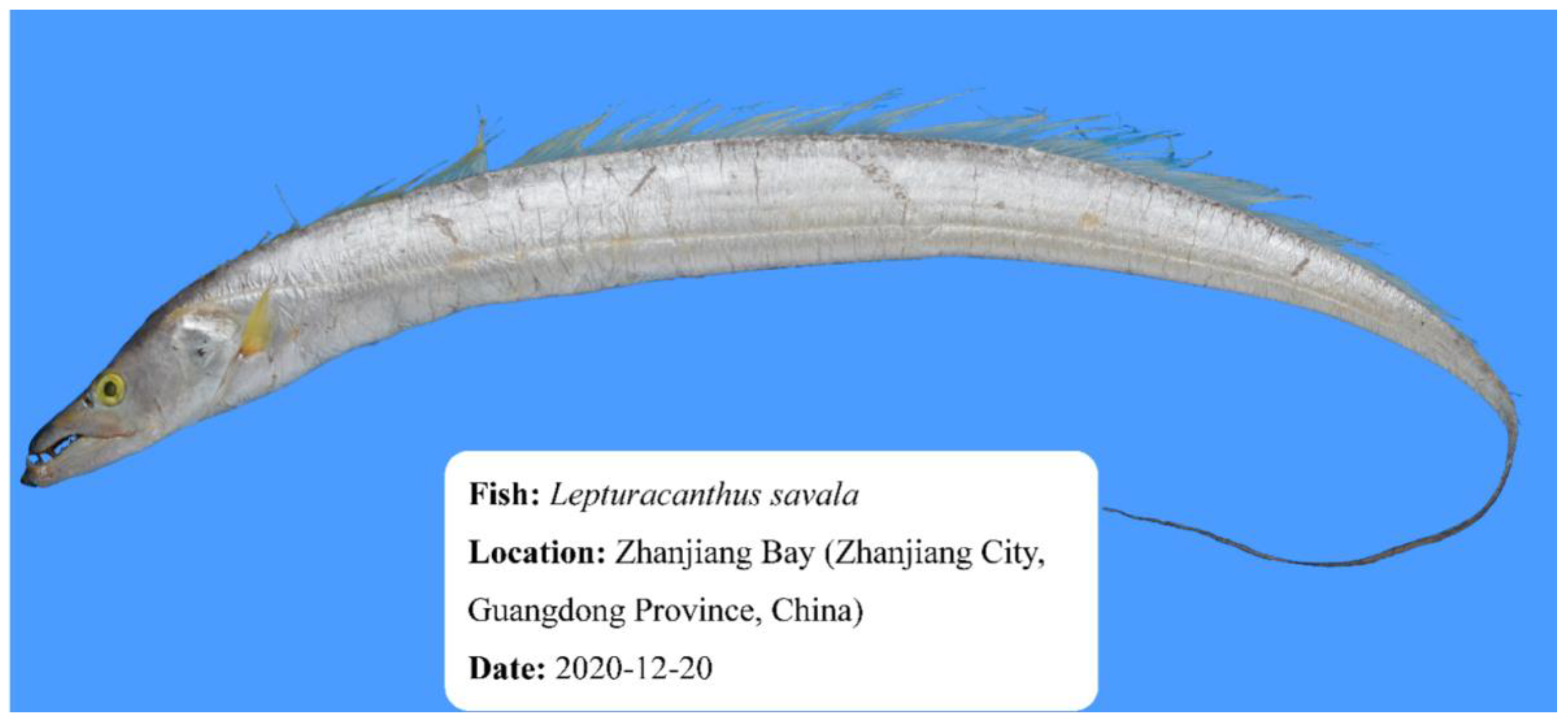 Genes 14 01268 g001 Genes 14 01268 g001