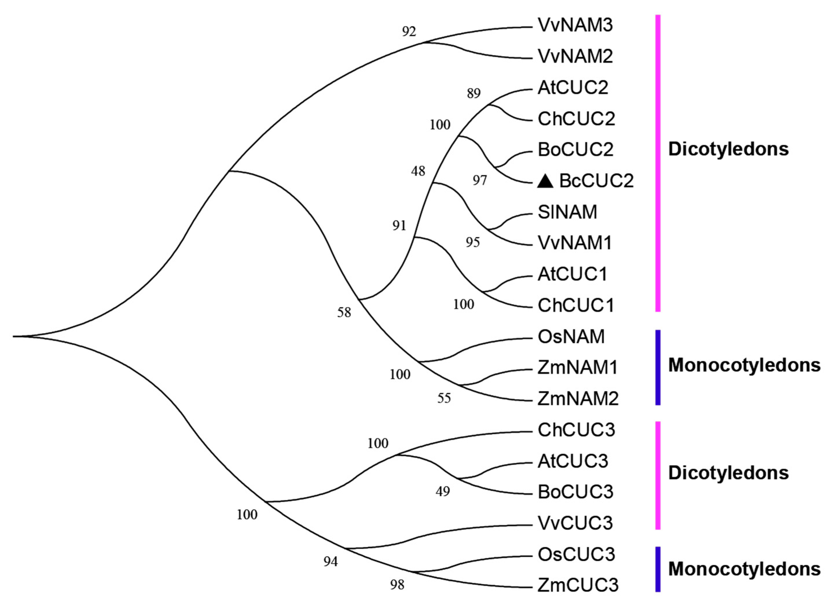 Genes 14 01272 g002 Genes 14 01272 g002