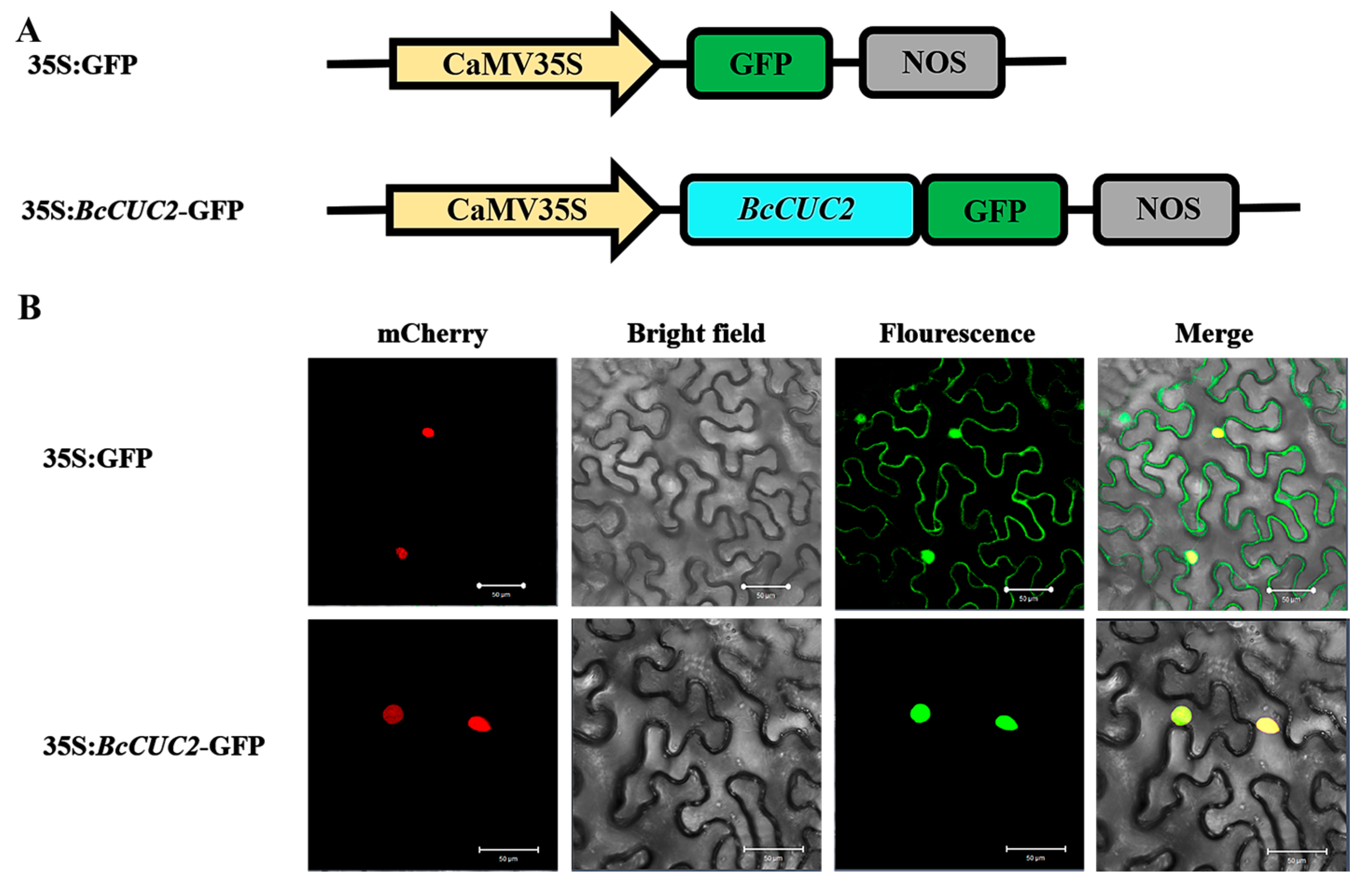Genes 14 01272 g005 Genes 14 01272 g005