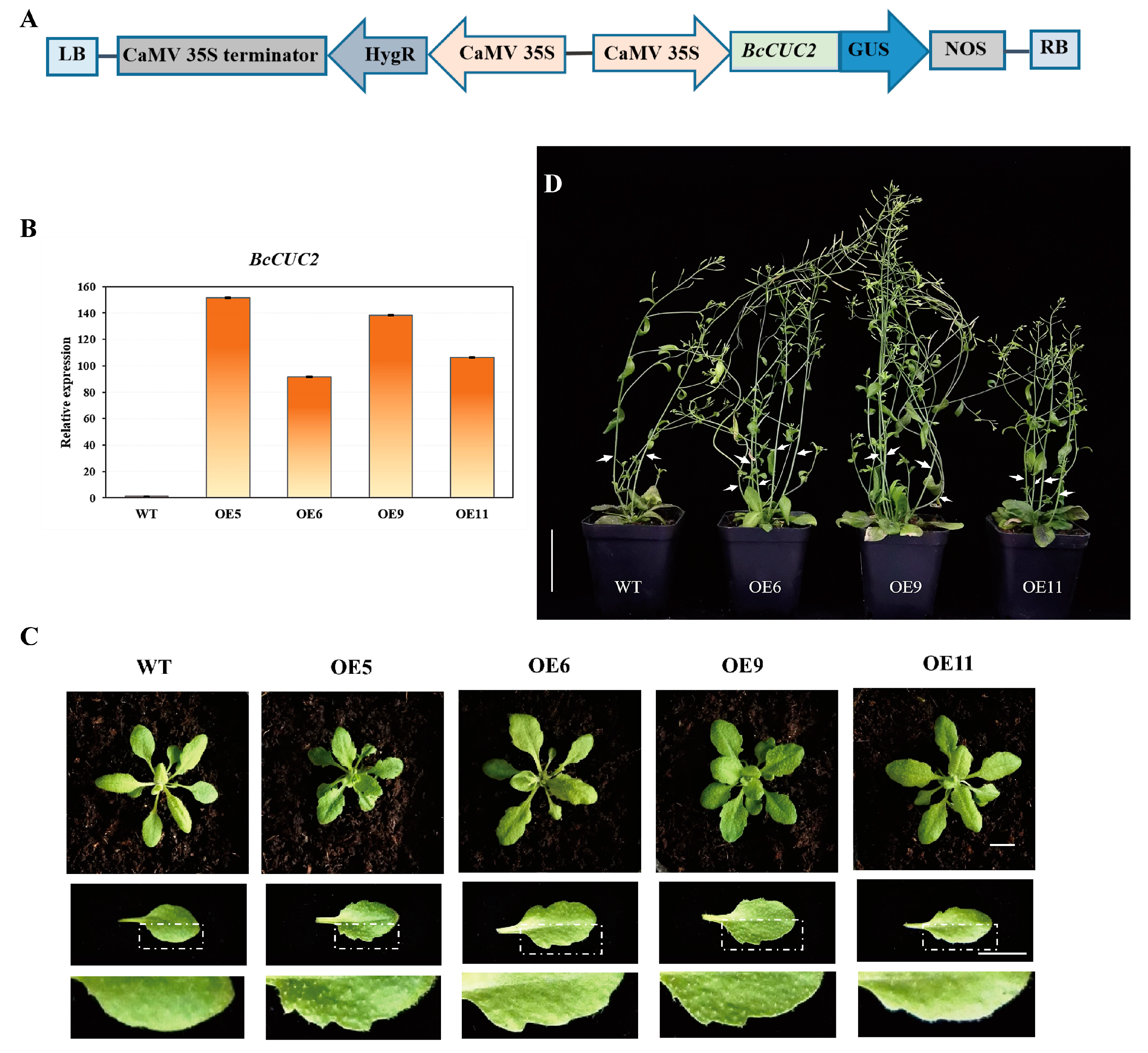 Genes 14 01272 g006 Genes 14 01272 g006