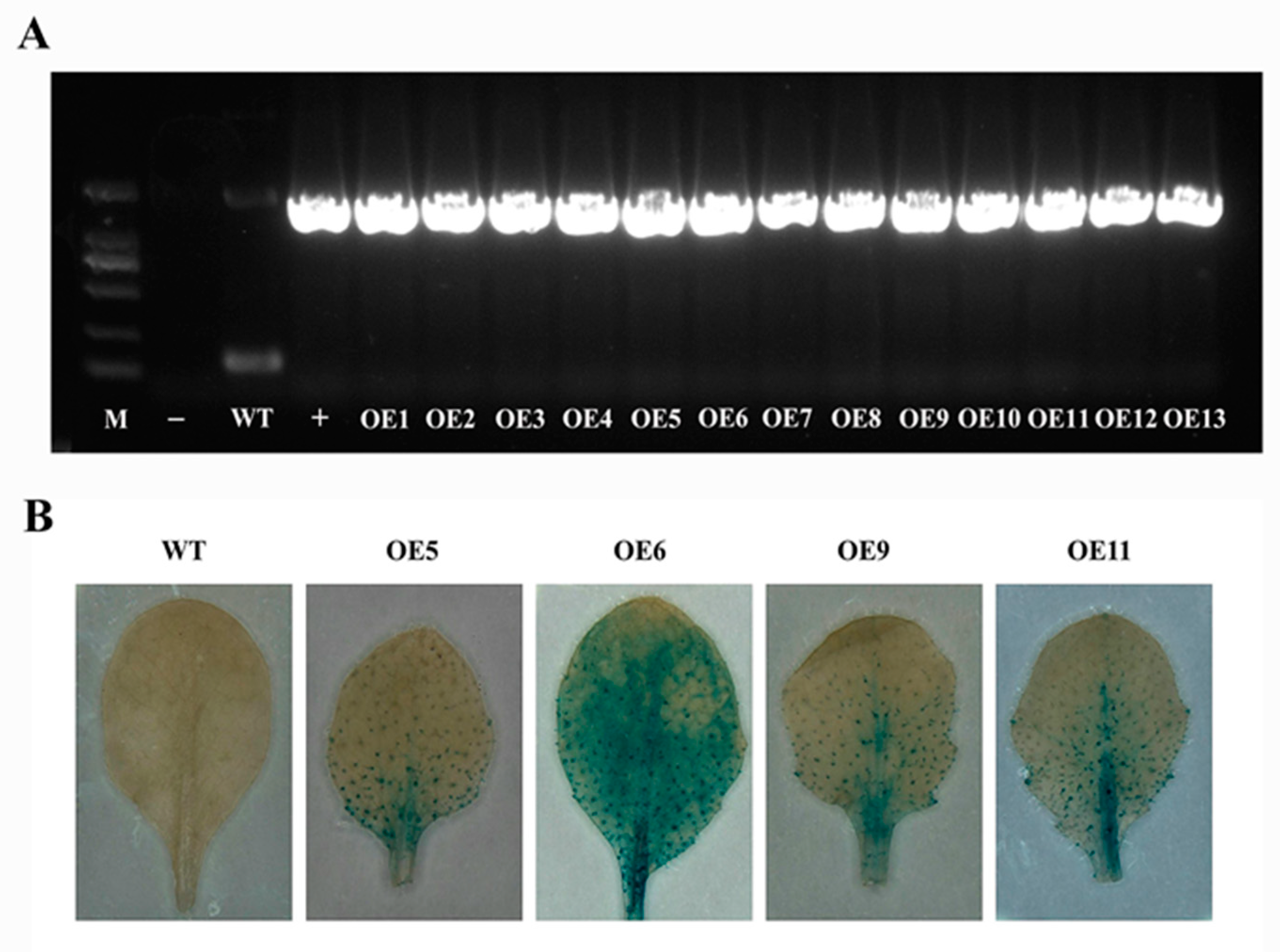 Genes 14 01272 g0a2 Genes 14 01272 g0a2