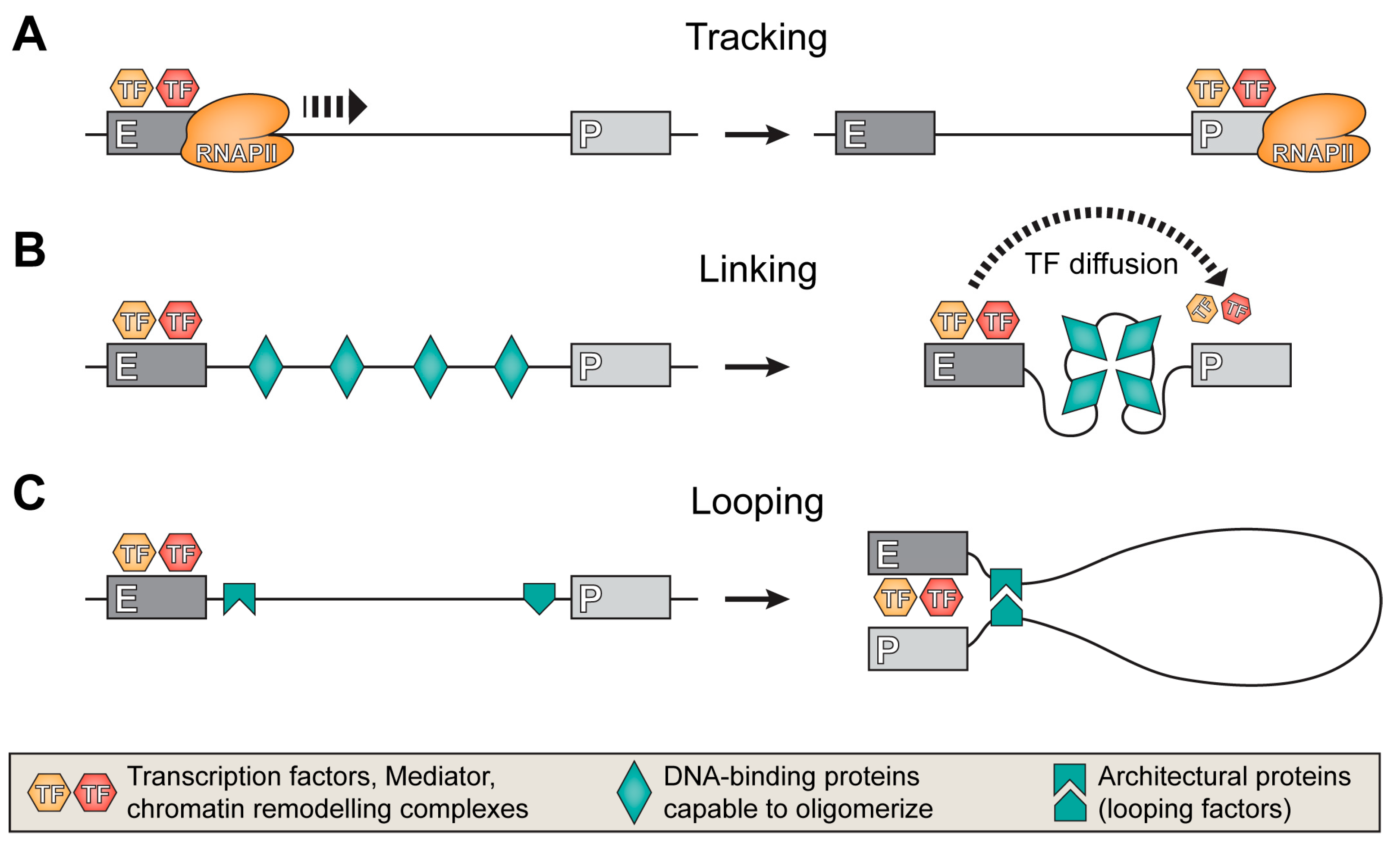 Genes Free FullText Enhancer Function in the 3D Genome