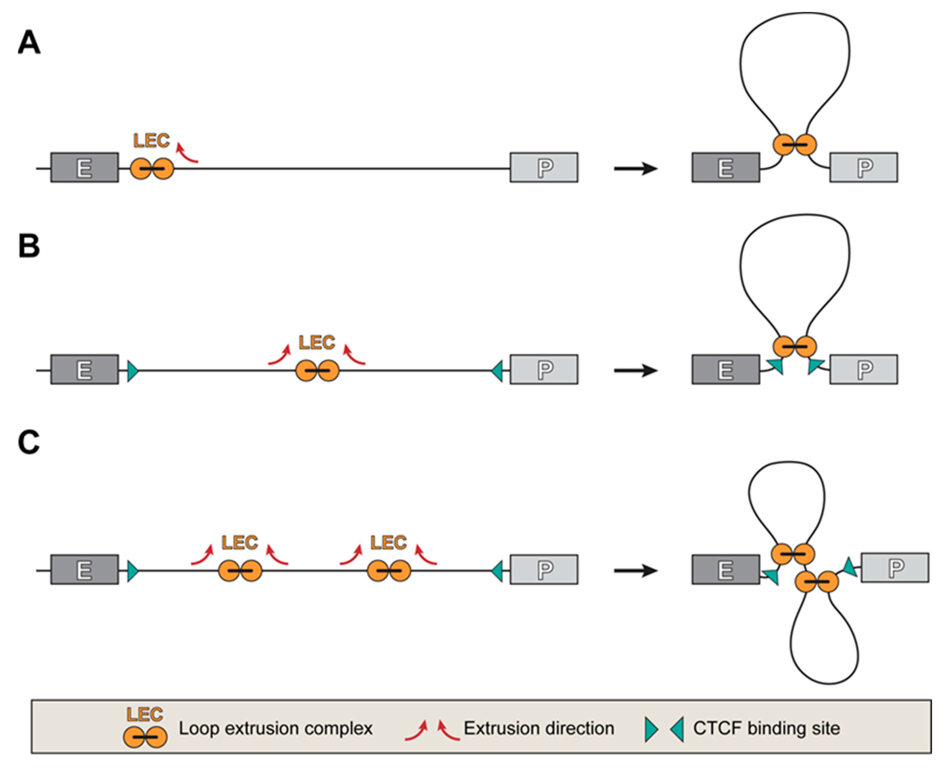 Genes 14 01277 g002 Genes 14 01277 g002