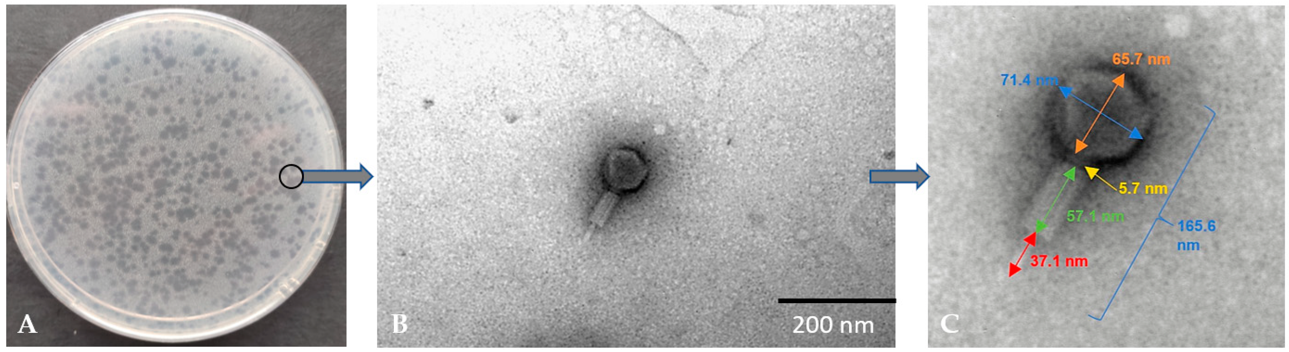 Genes 14 01303 g001 Genes 14 01303 g001