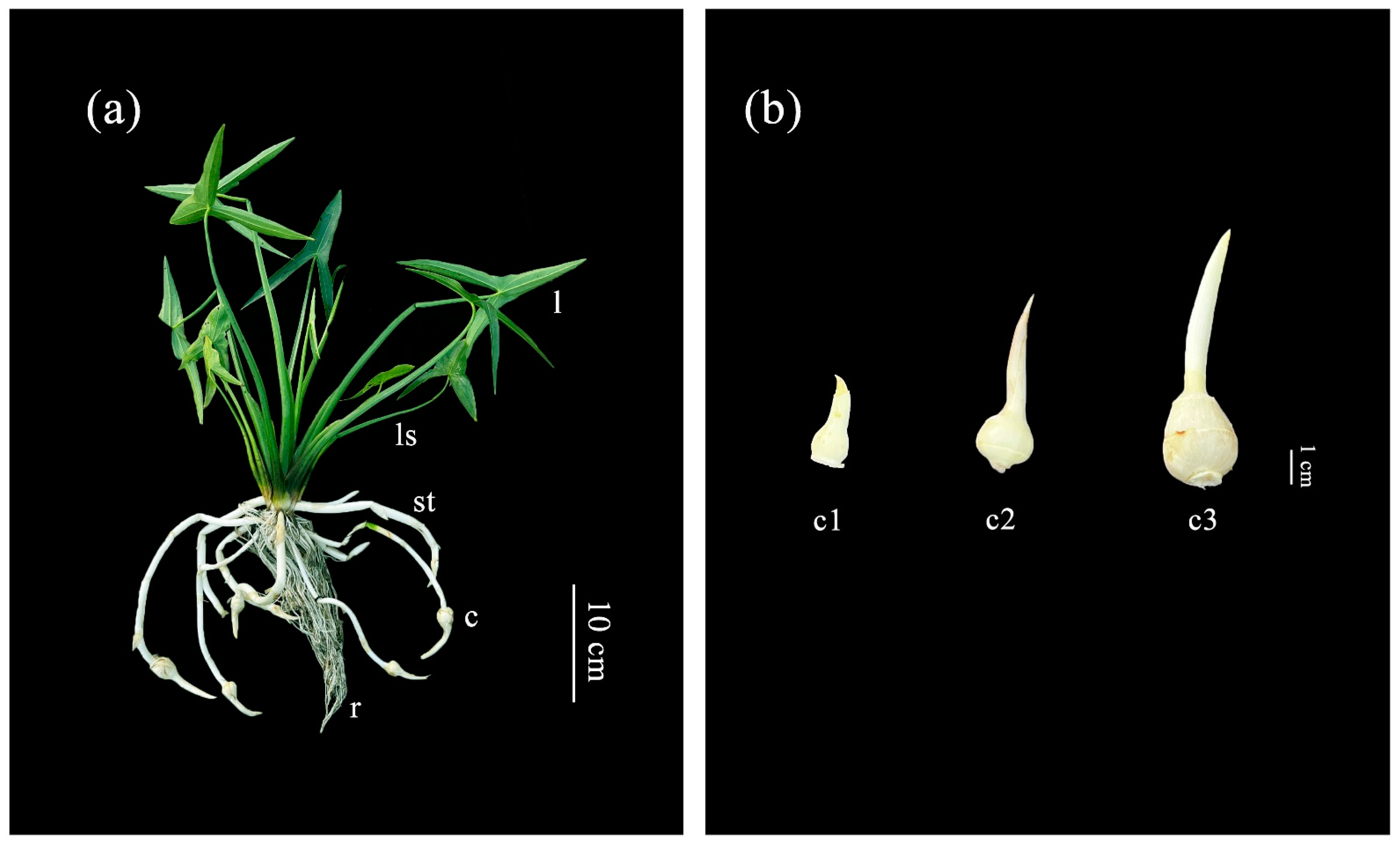 Genes 14 01321 g001 Genes 14 01321 g001