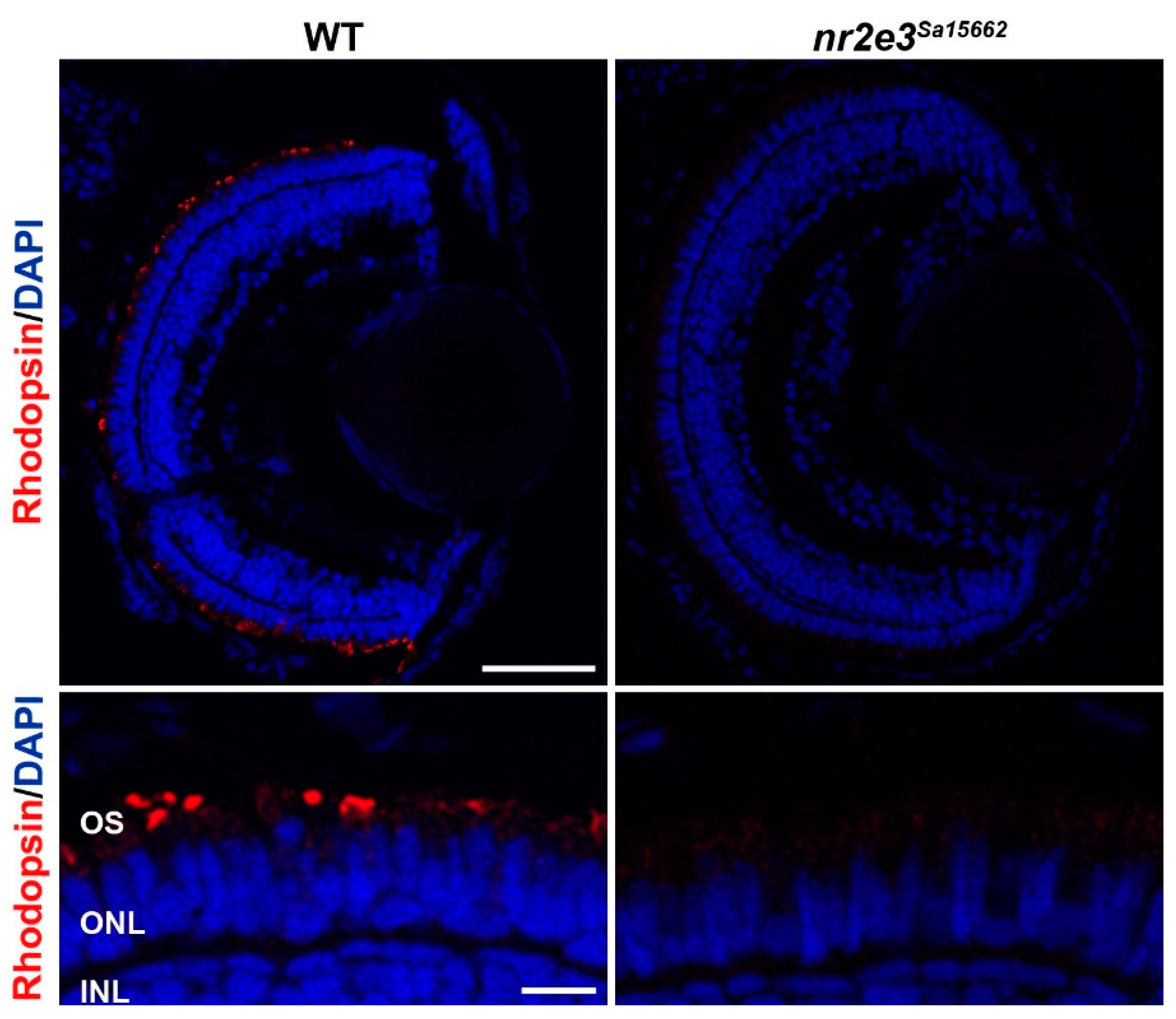 Genes 14 01325 g004 Genes 14 01325 g004