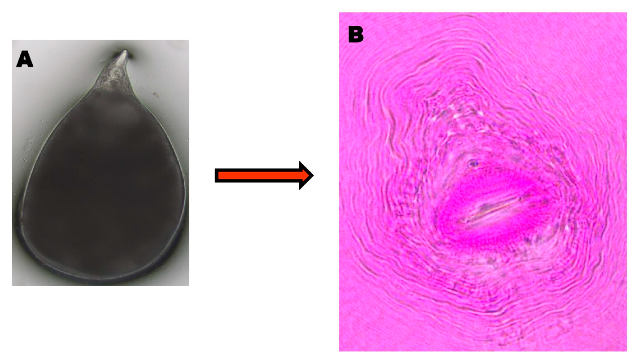 Genes 14 01335 g001 Genes 14 01335 g001