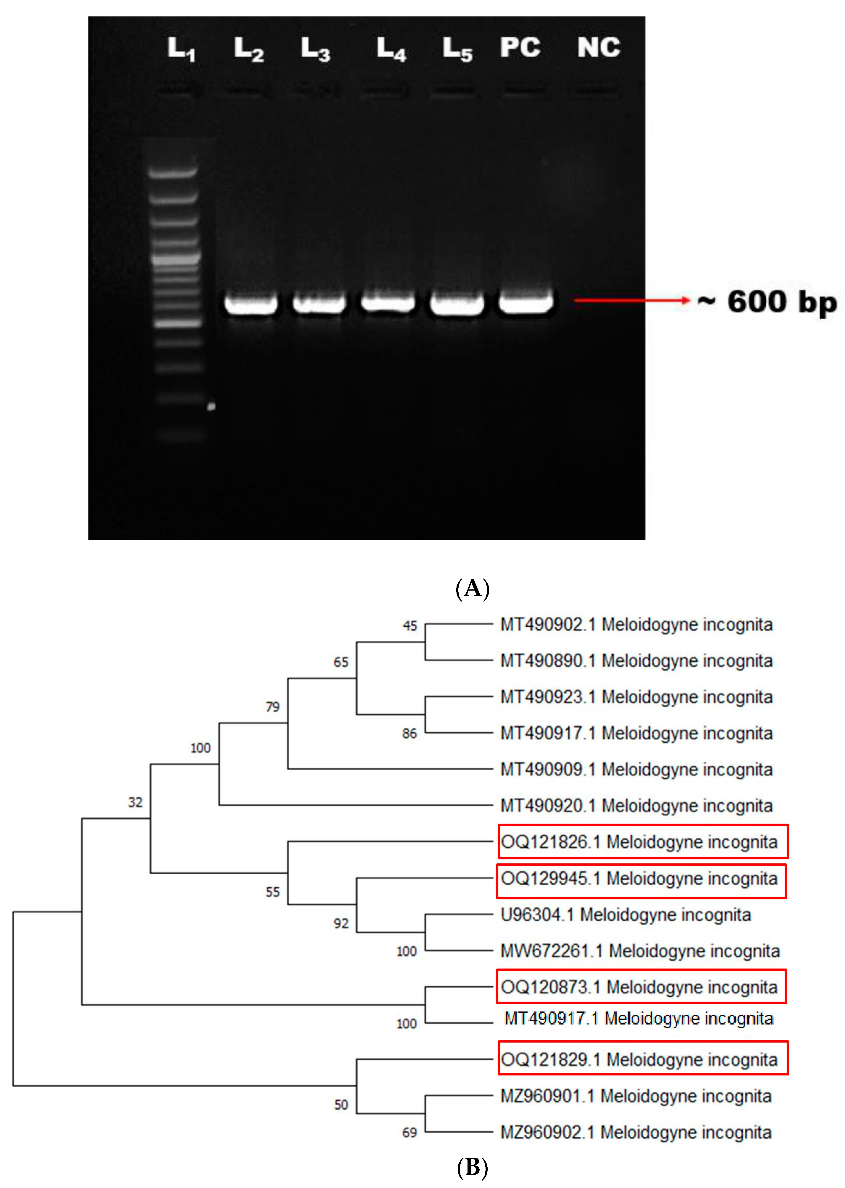 Genes 14 01335 g002 Genes 14 01335 g002